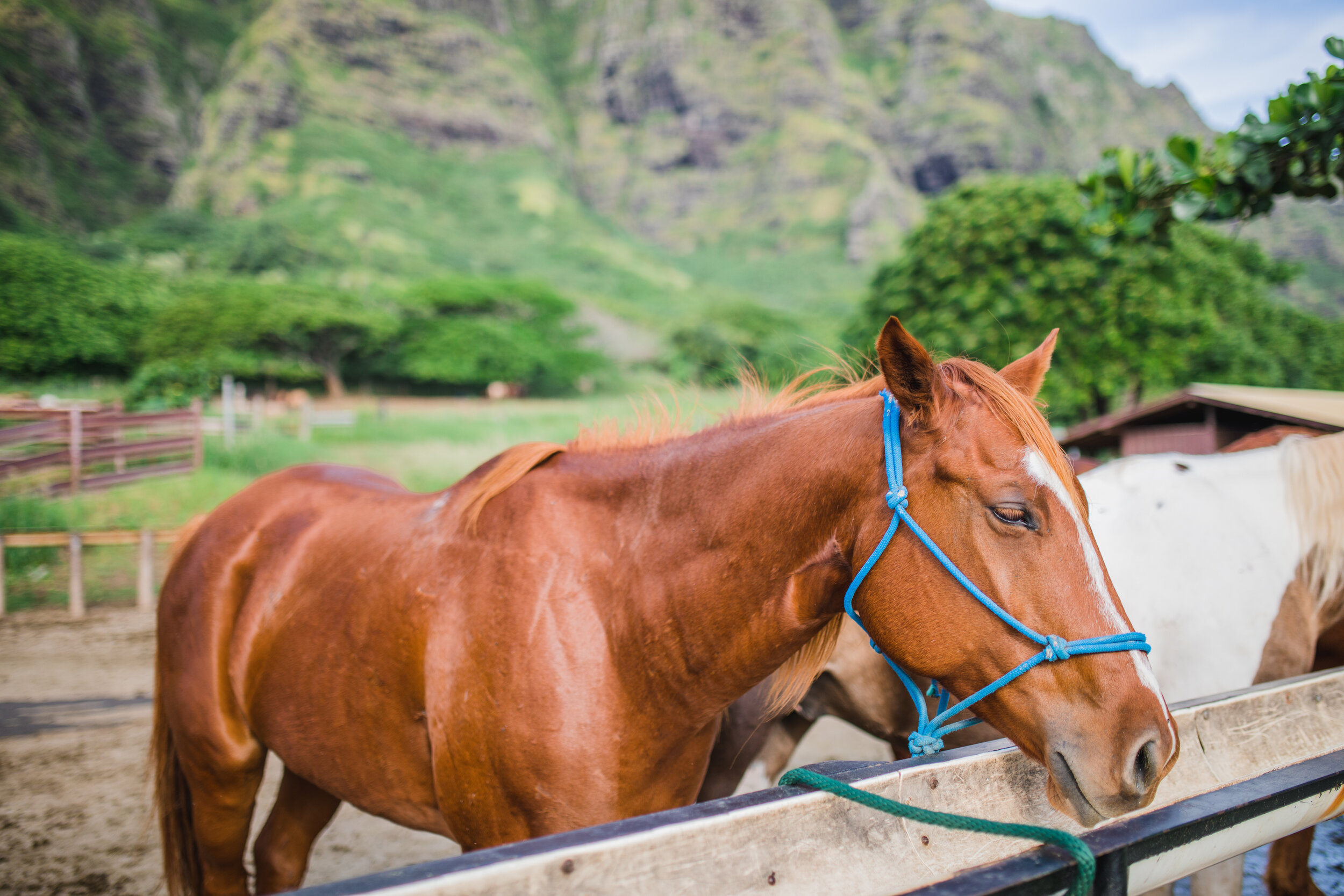 Hawaii 2018 (59 of 94).jpg