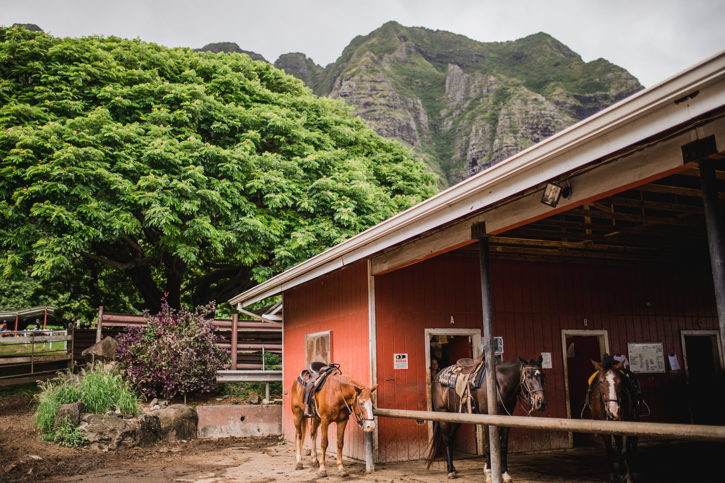 Hawaii 2018 (85 of 94).jpg