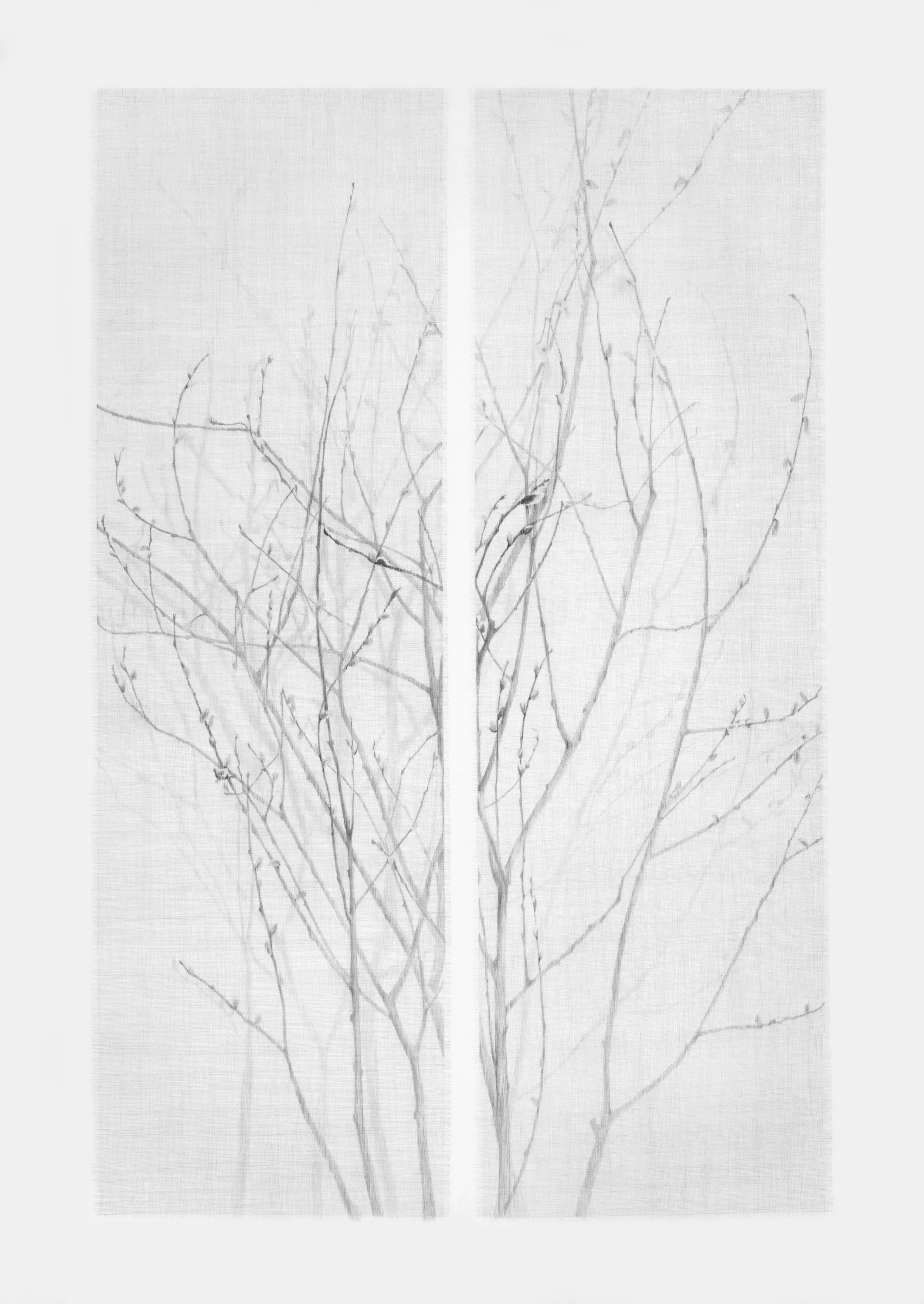 Daina Mattis, Pussy Whipped, graphite on paper, 61.25" x 42.5", SOLD