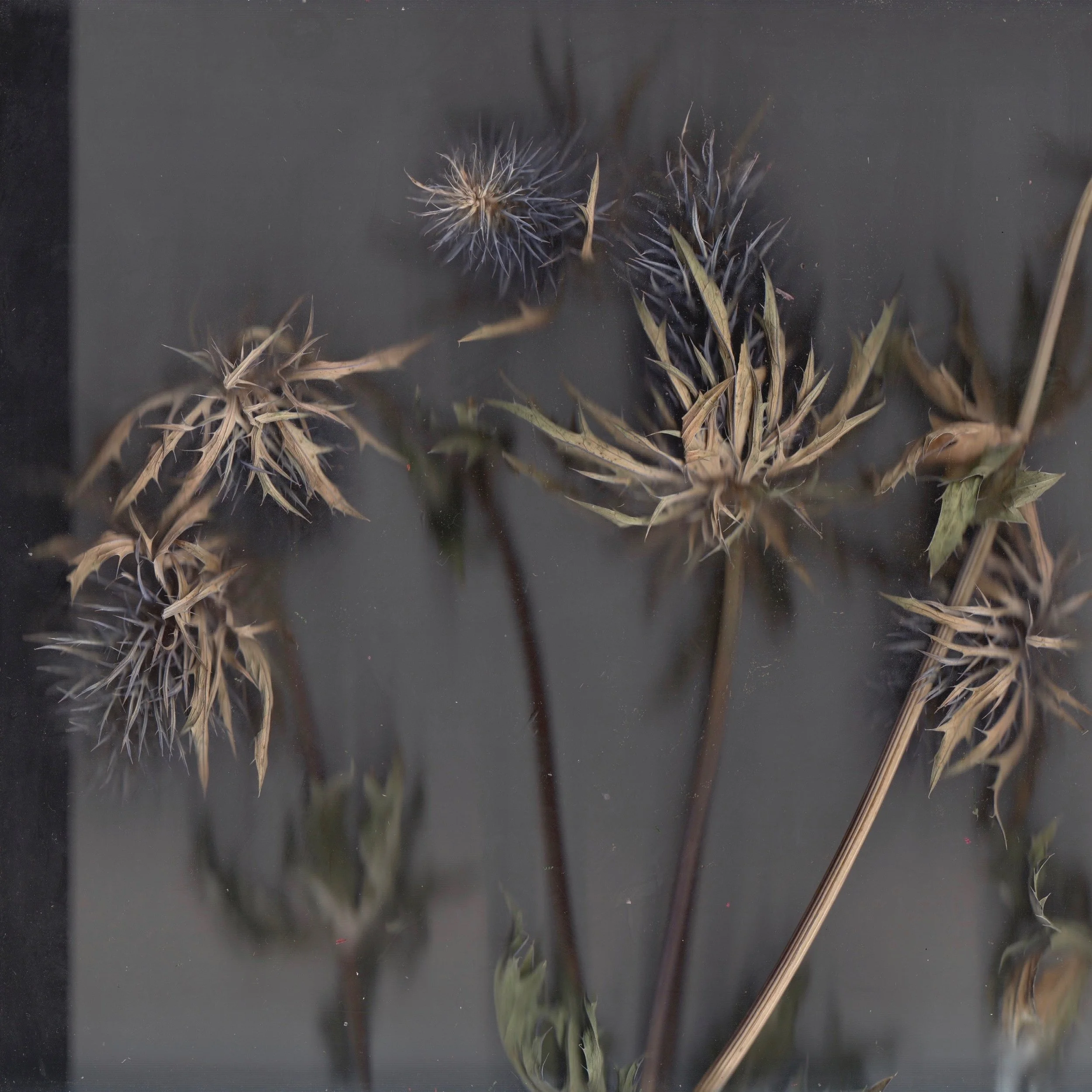  Lucy Loewenberg,  Thistles,  digital C-print, 12" x 12", edition 10 