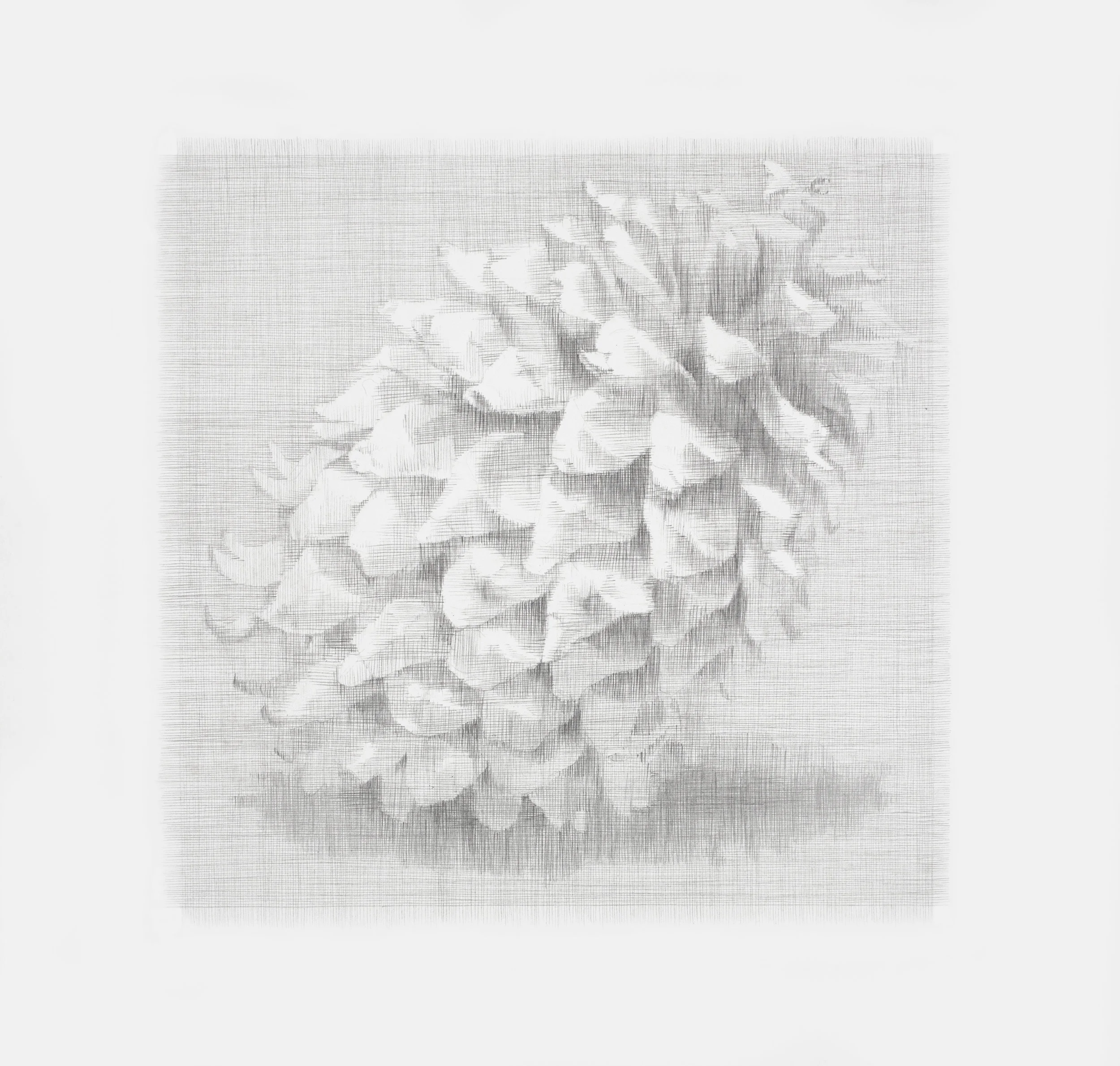 Daina Mattis, Prick , graphite on paper, 22" x 22" framed