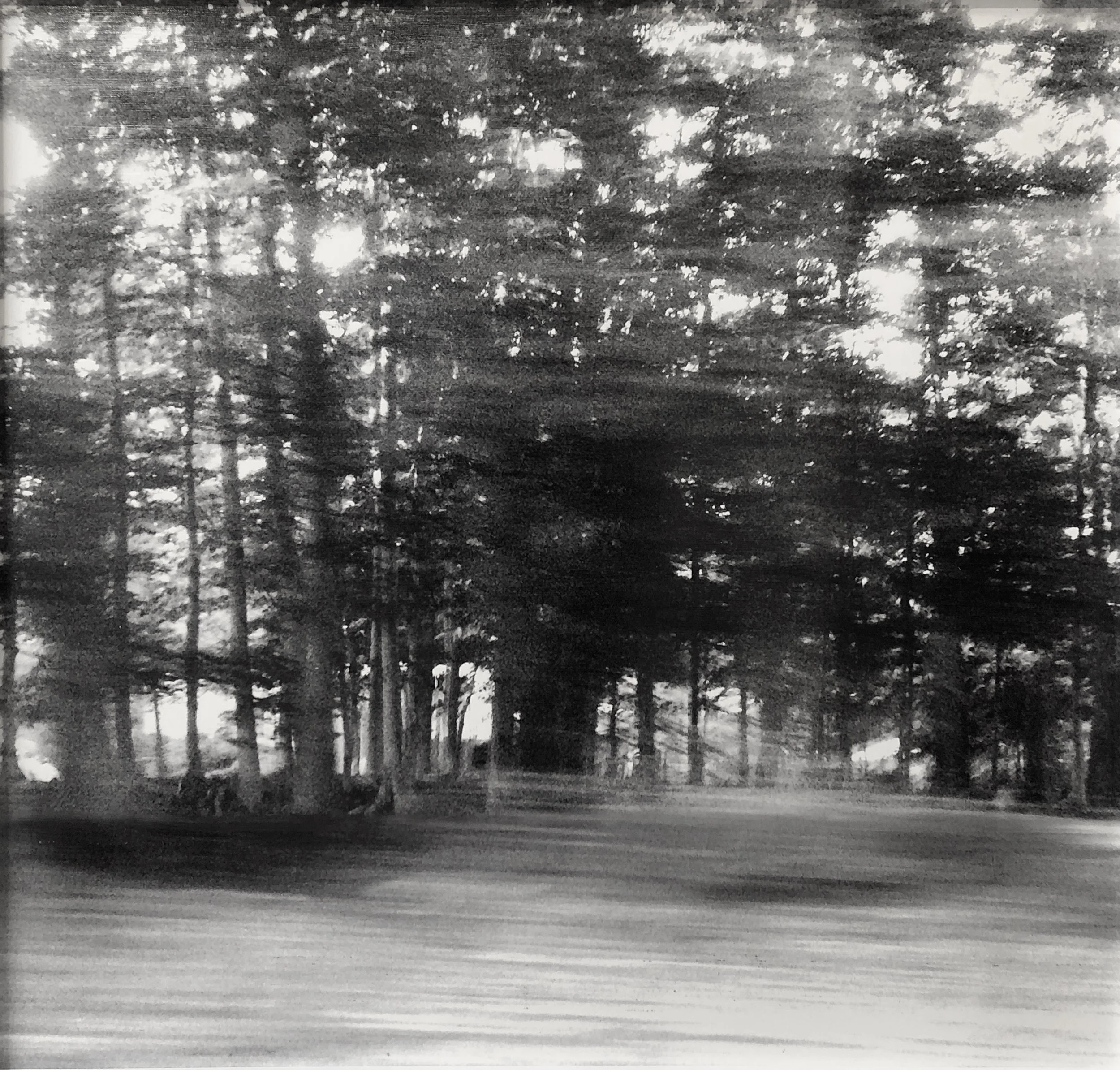 Elizabeth Dow, Walk in the Woods , oil on paper, 44" x 45" framed in white