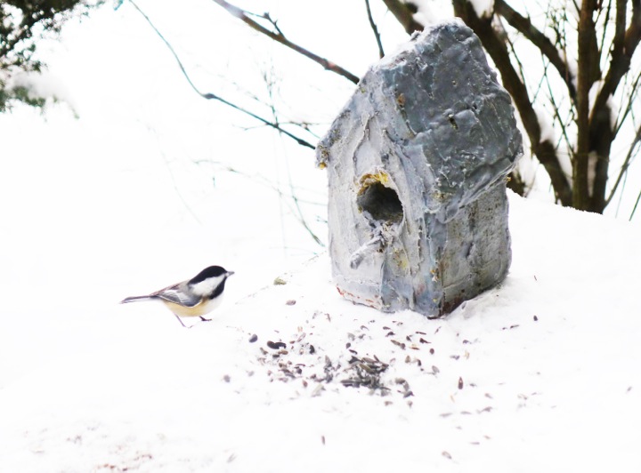 Christa Maiwald, Bird House Cake , archival pigment print, 16" x 20" (image), edition 5