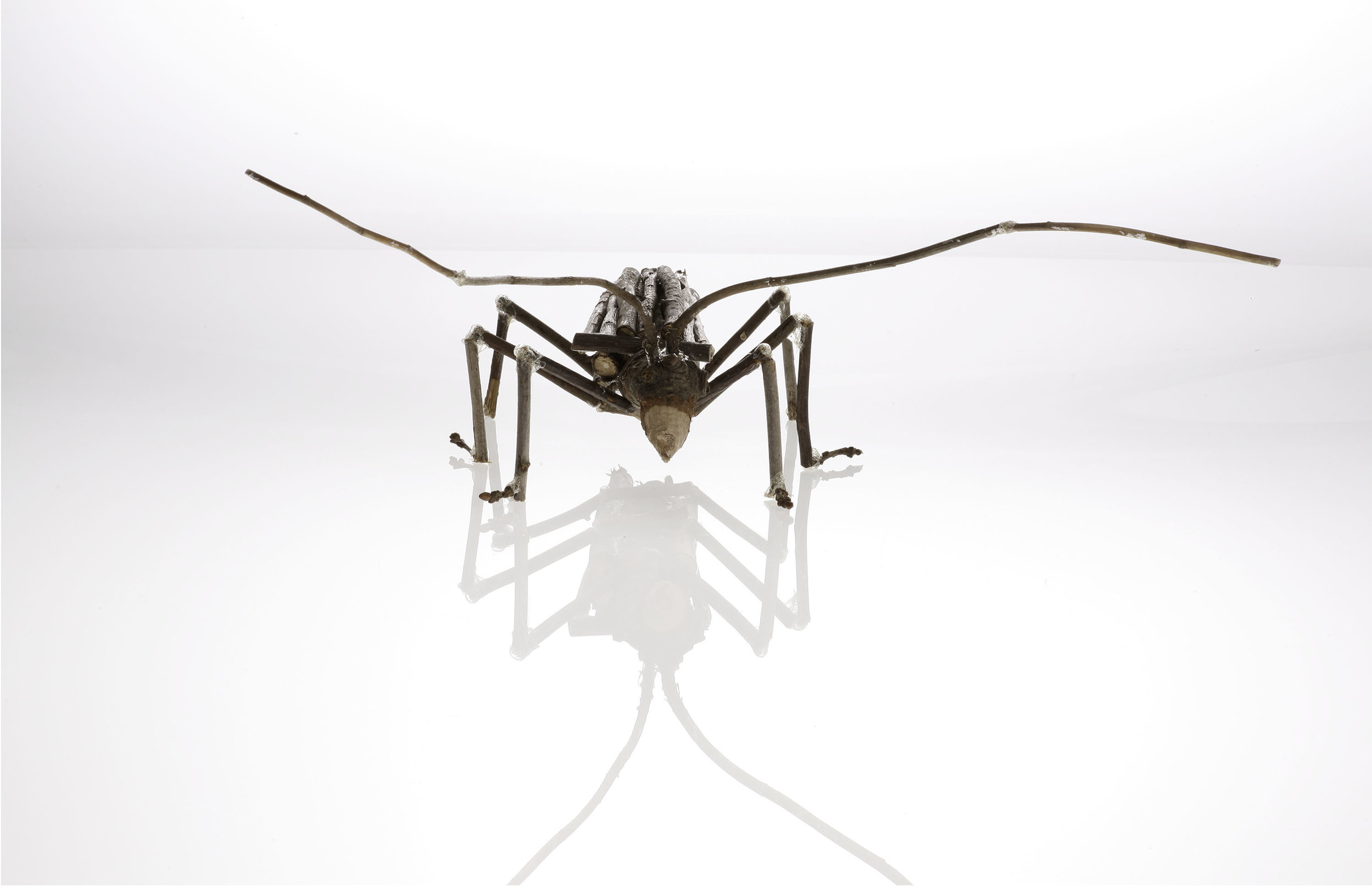 Rossa Cole, Asian Longhorned Beetle of Twigs , archival photo mounted on bamboo, edition 1/10, 34" x 22"