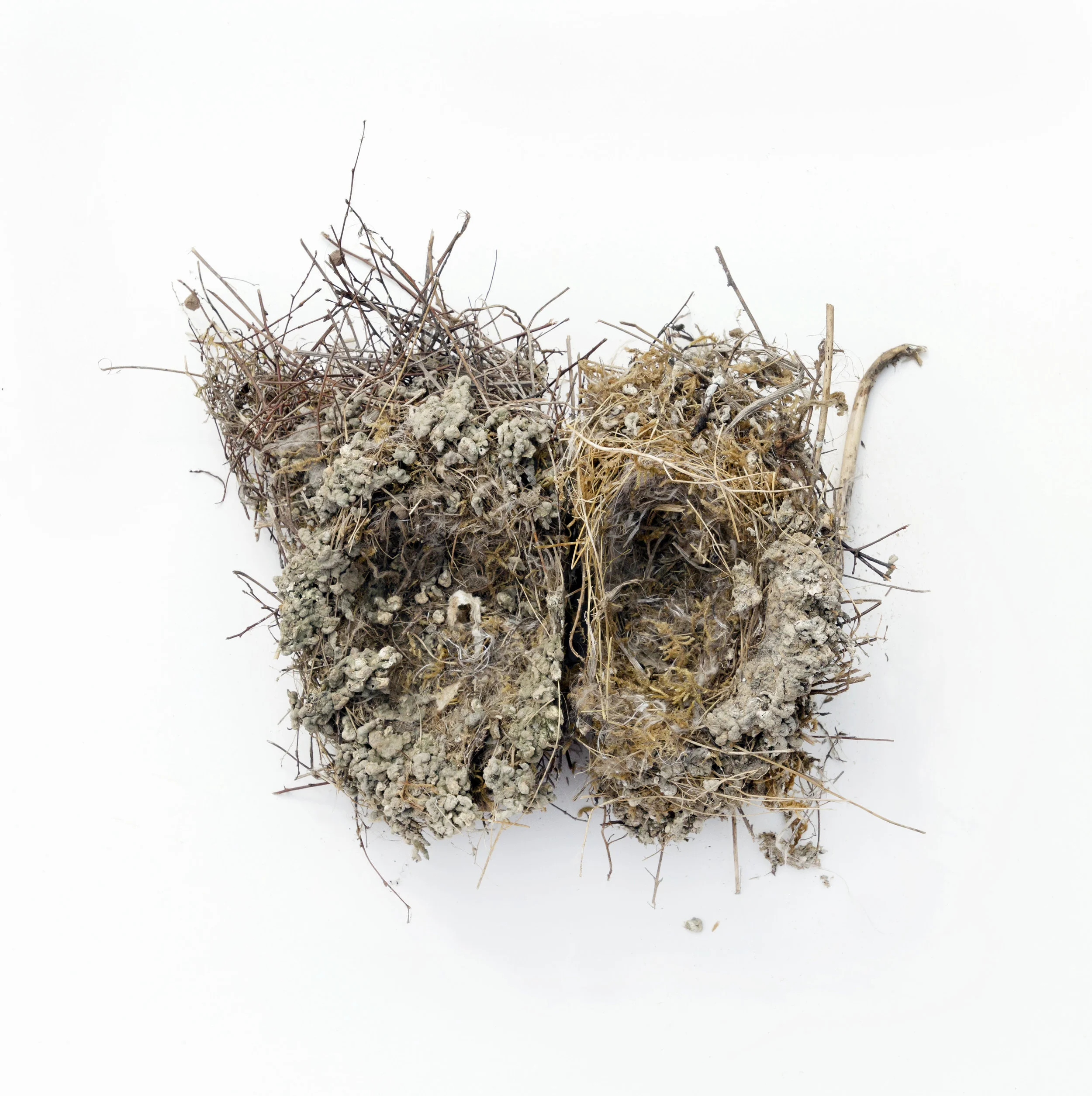 Francine Fleischer, Thistle Patch House Finches (Nest 9852) , Archival pigment print, 10” x 10” and 20” x 20”, Editions 10