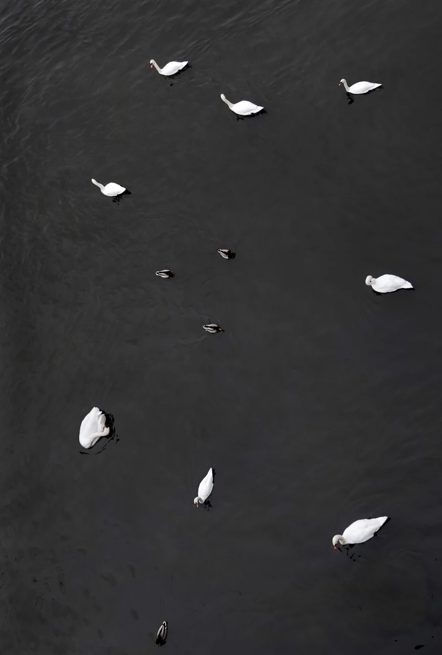 Fleischer Swan_5302.jpg
