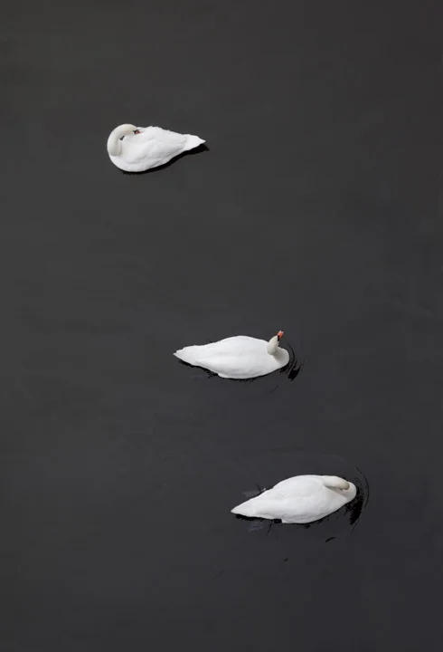 Fleischer Swan_5320.jpg