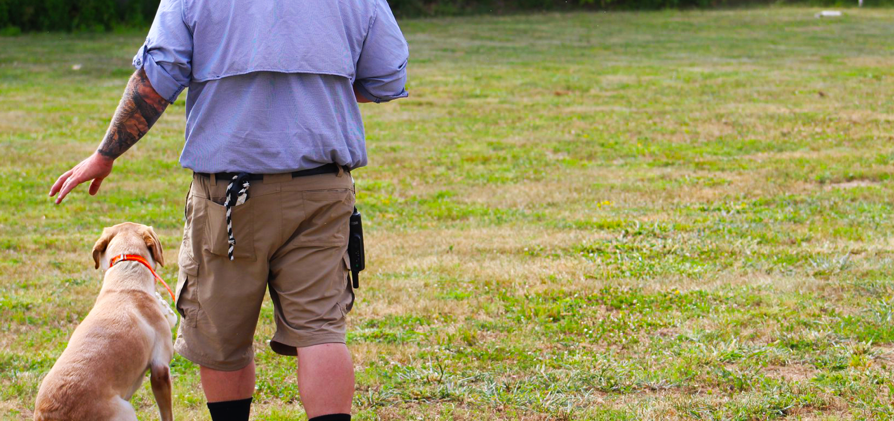 professional hunting dog trainers