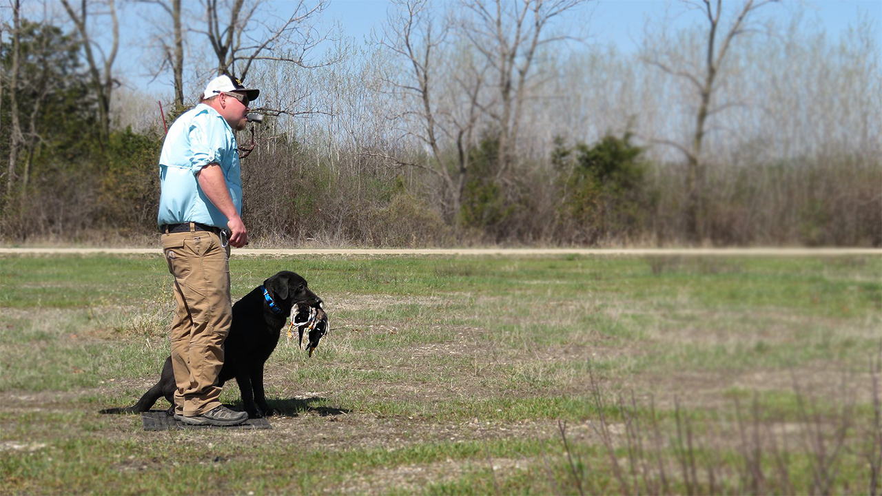 field dog training