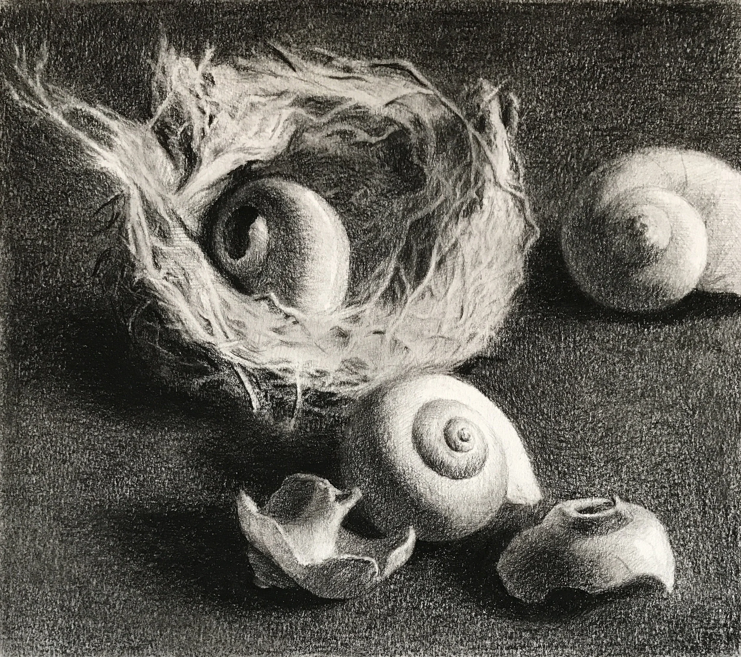 Nest and shells