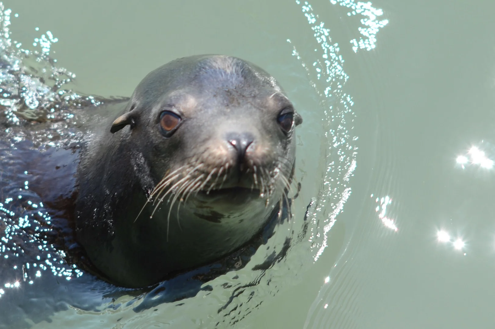 Sea lion