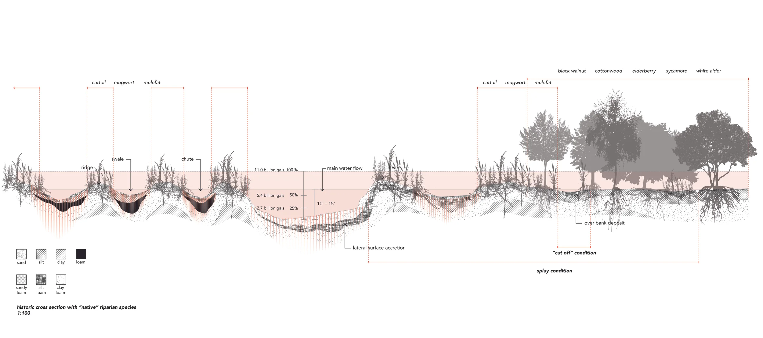 Typical Historic Section of the River (pre-channelization/concretization) with " Native " riparian species