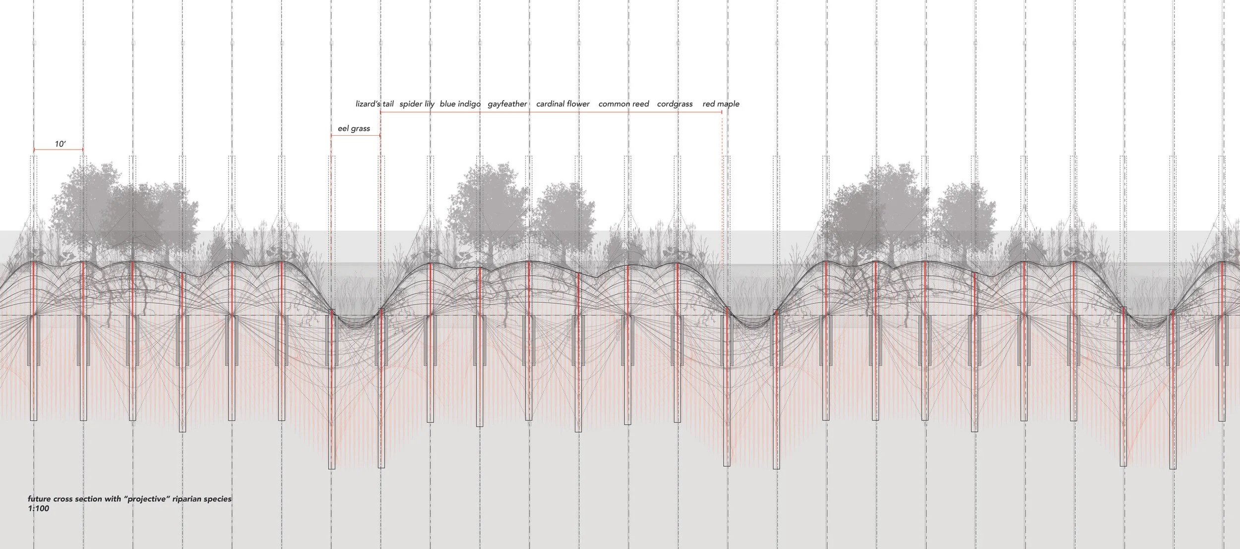 Typical Future Section of the River (post-channelized/concretized) with " Projective " riparian species