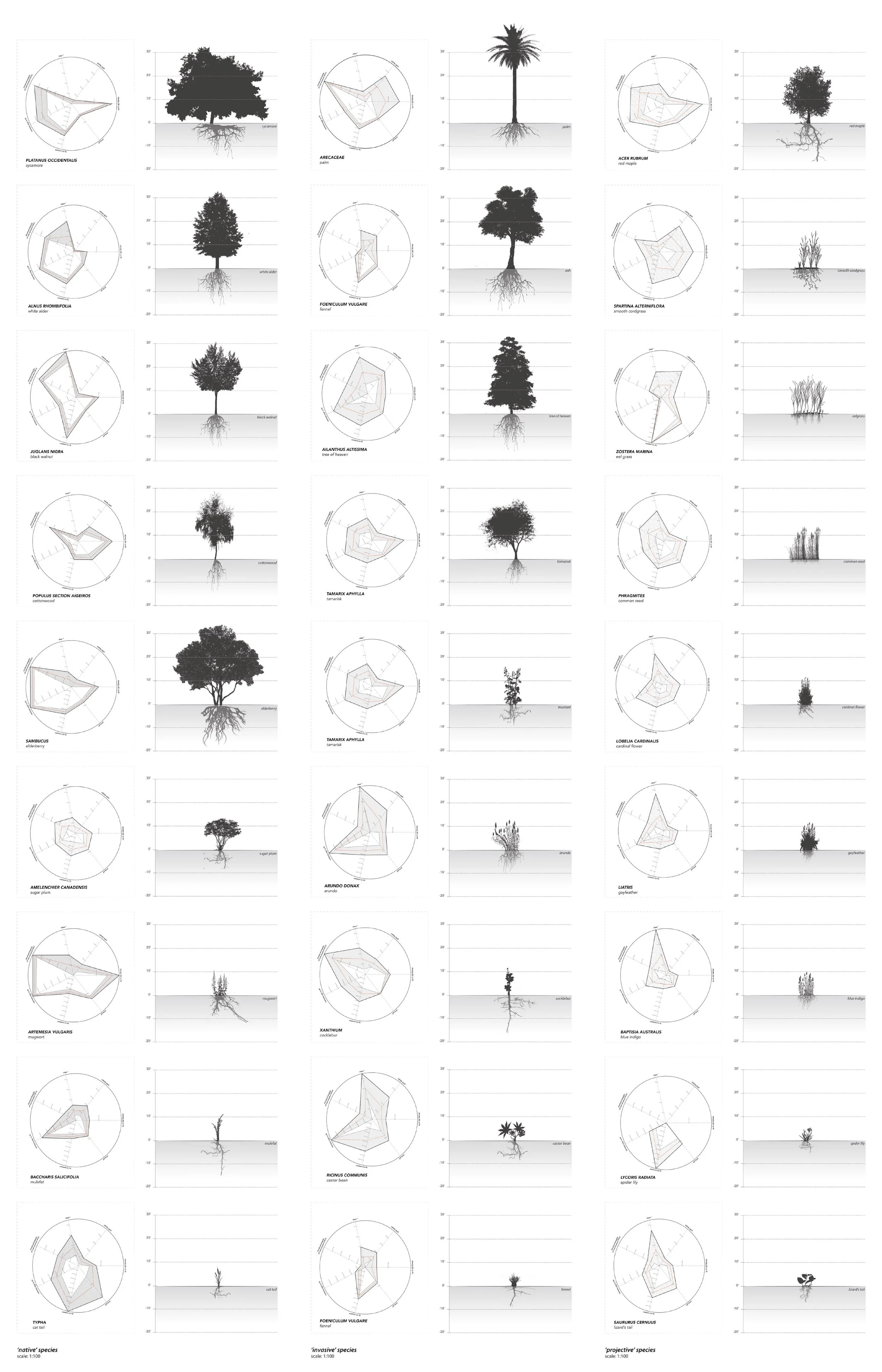 Vegetal Analyses of the " Native ," " Invasive ," and " Projective " species of the LA River