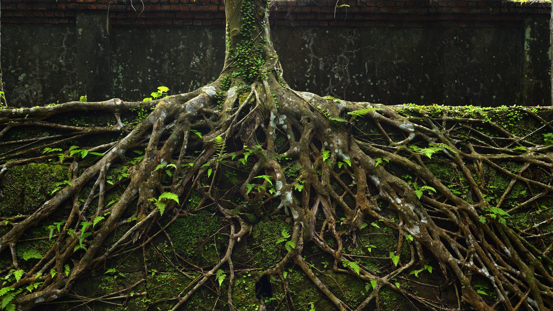 Rooted Website BG.jpg