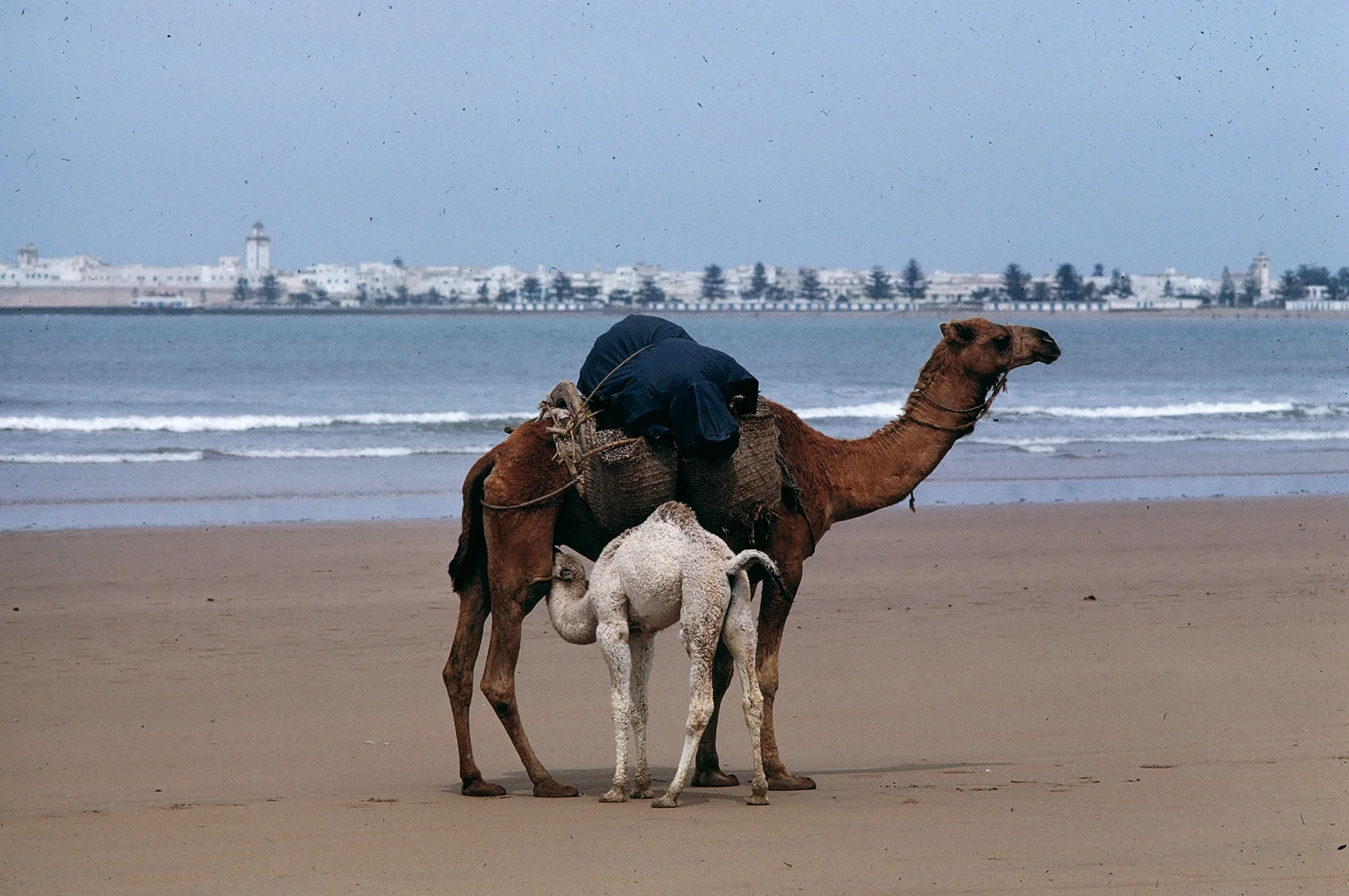 Camel and Calf