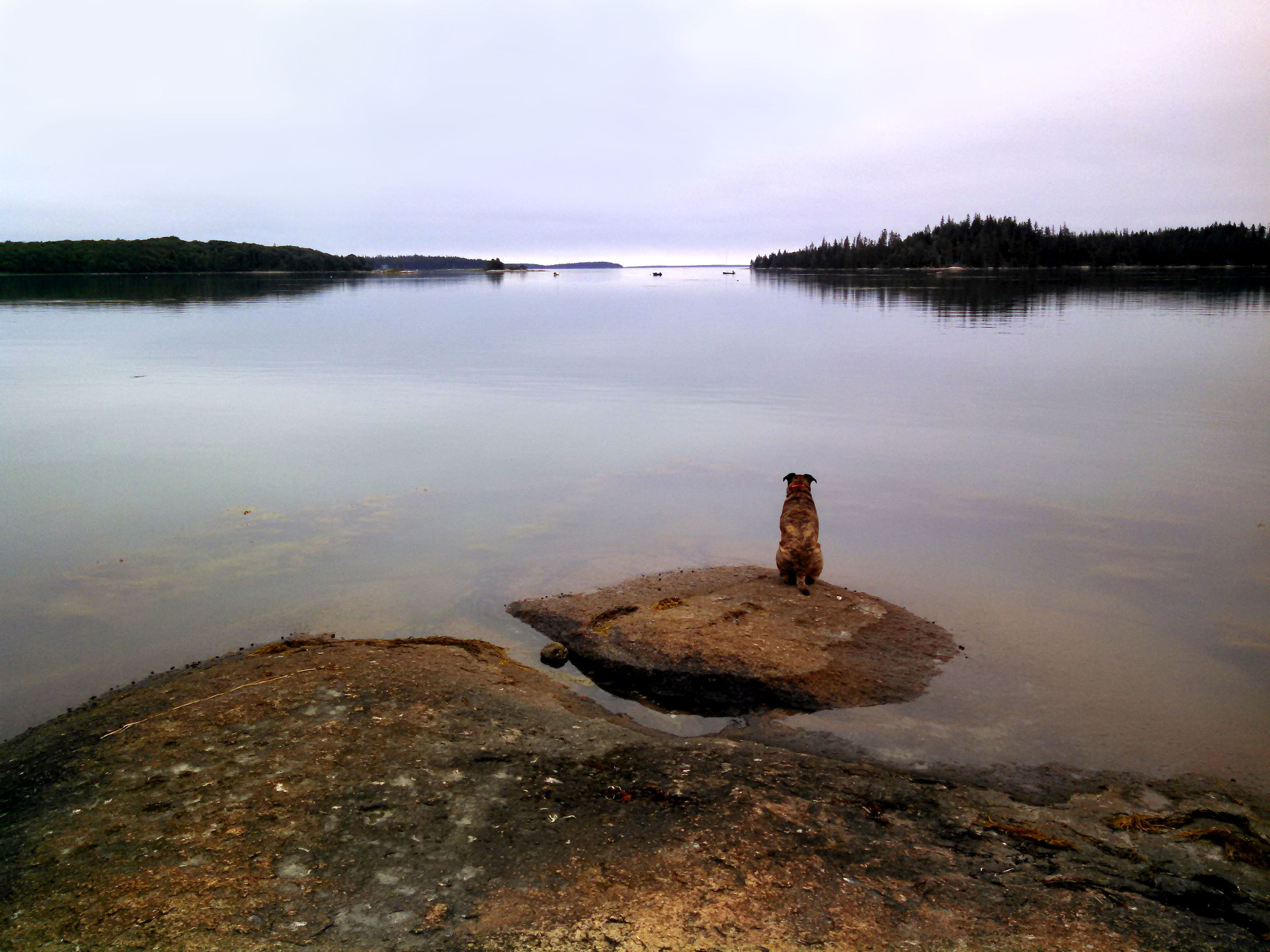 Water #17  "Claude Contemplating"  If only we could know what he is thinking. Greenlaw Cove, Deer Isle, Maine.