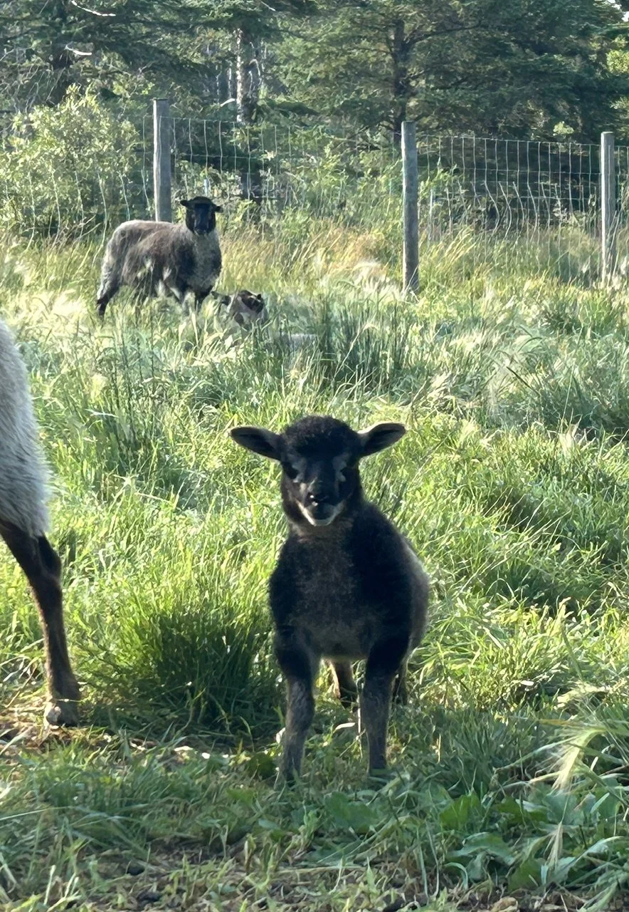 Sponsorsheep decafs girl 1.jpg