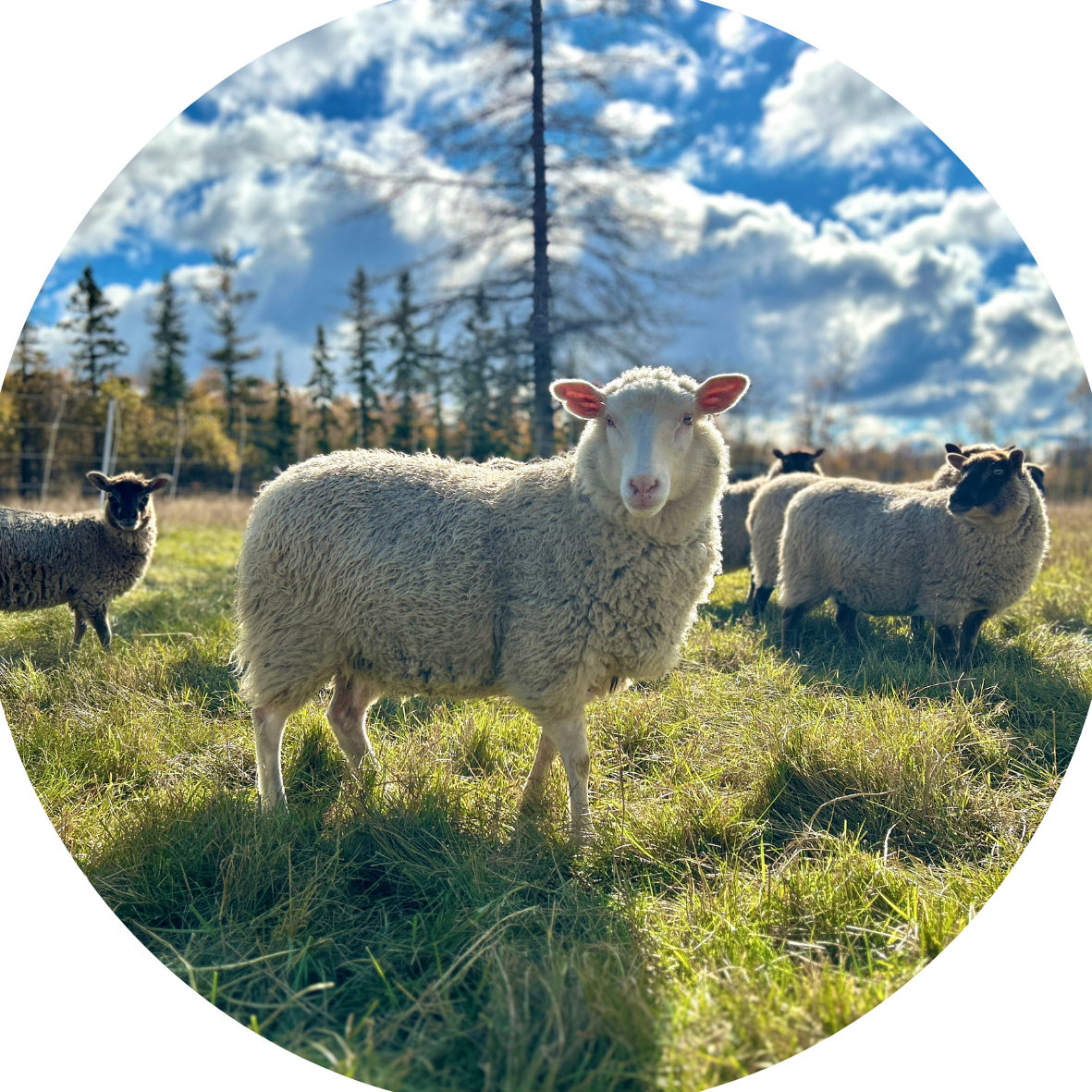 beautiful sheep.png