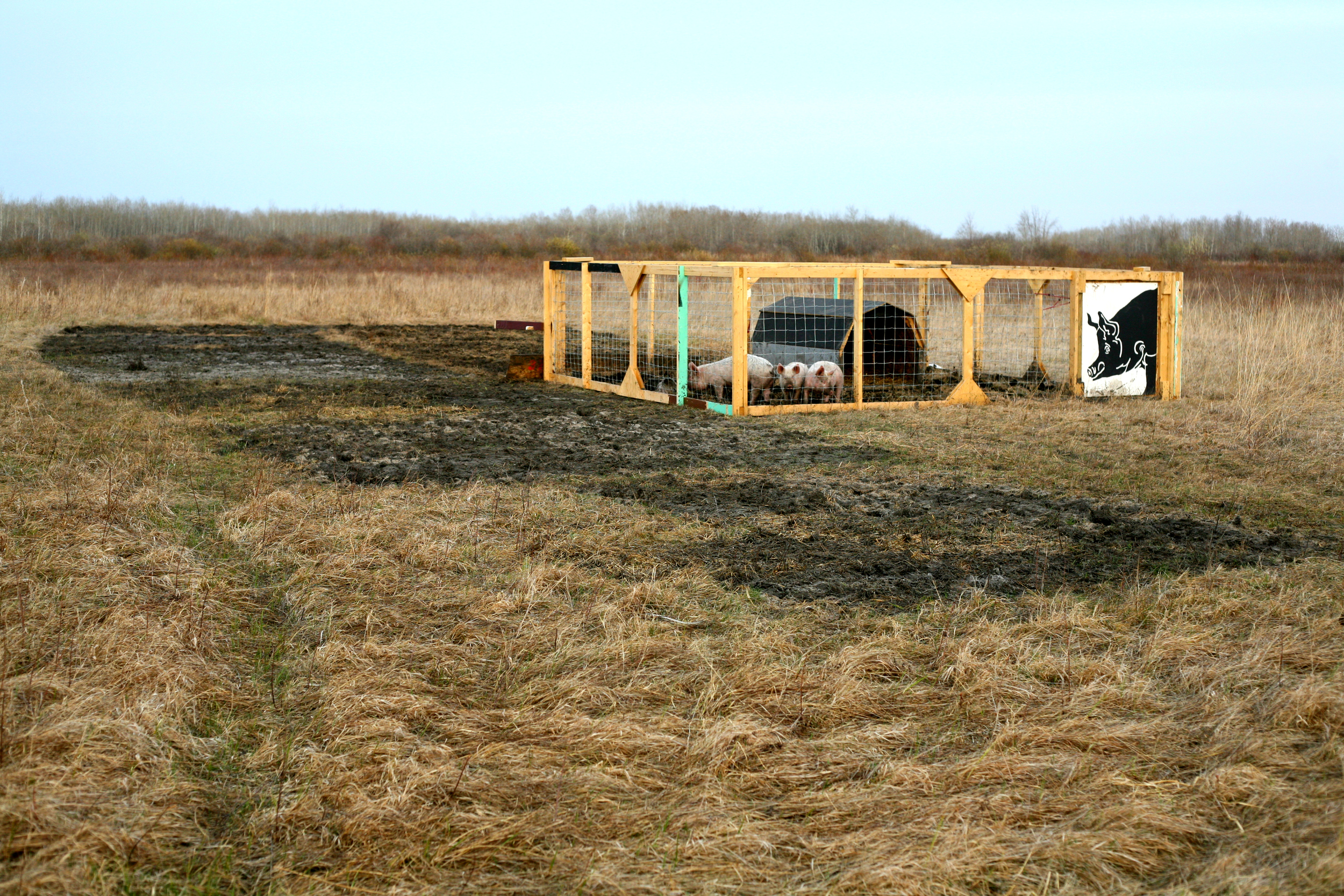 Our portable pig pen and our pastured pigs.