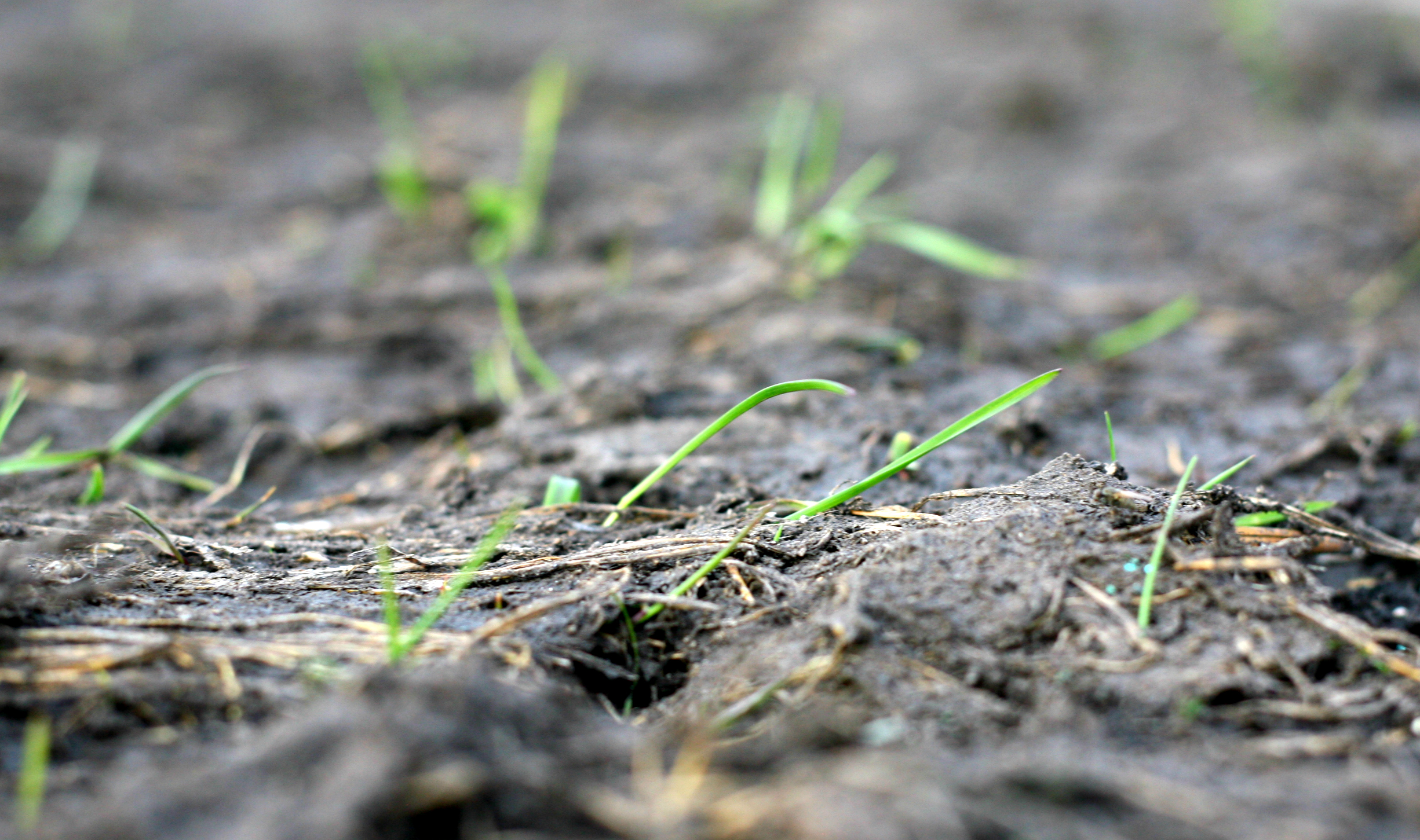 New growth in our pasture!
