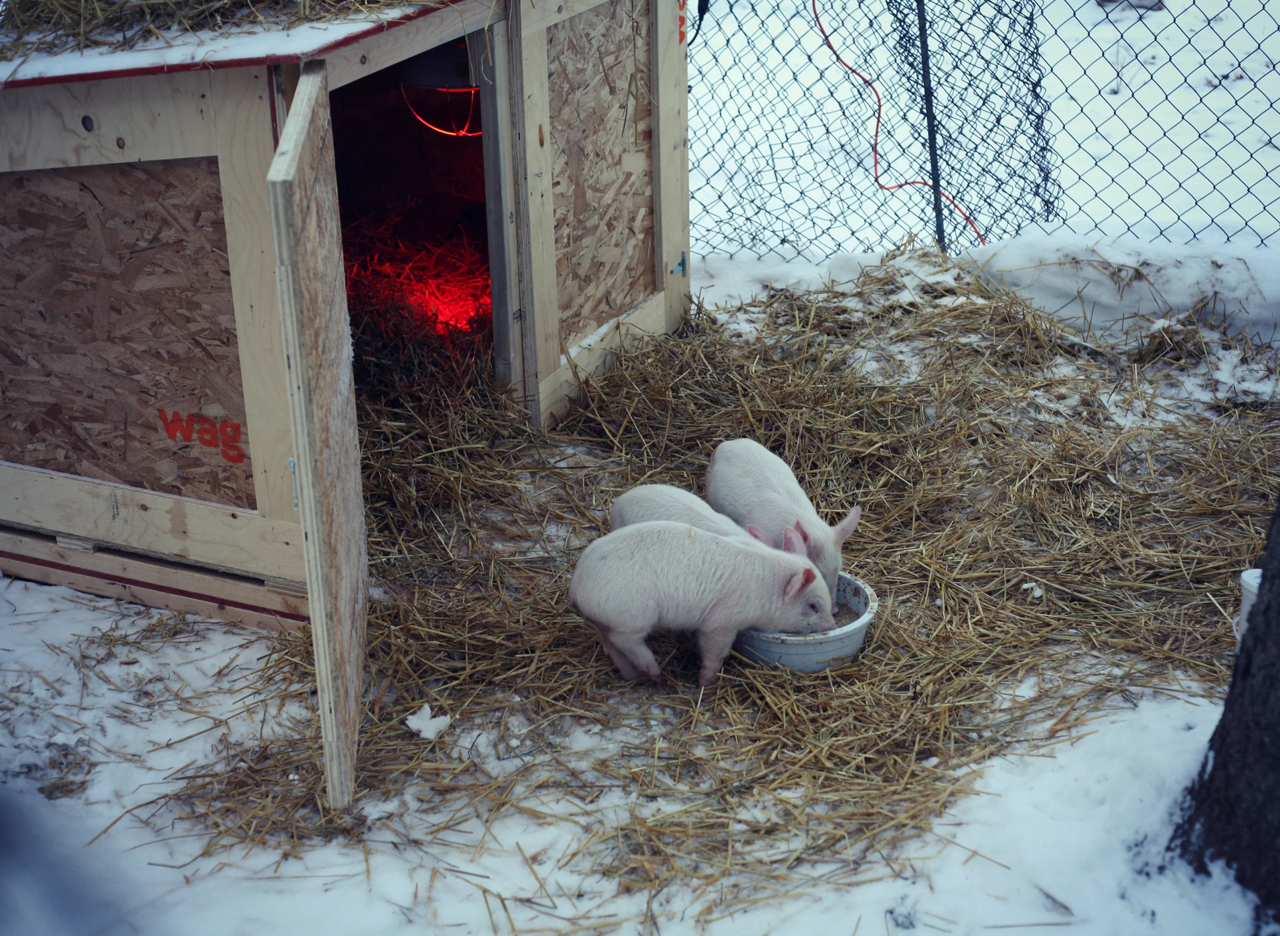 The pigs in the 'temporary' chicken run.
