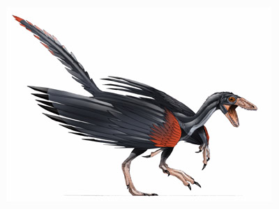 Artist's rendition of an Archeopteryx