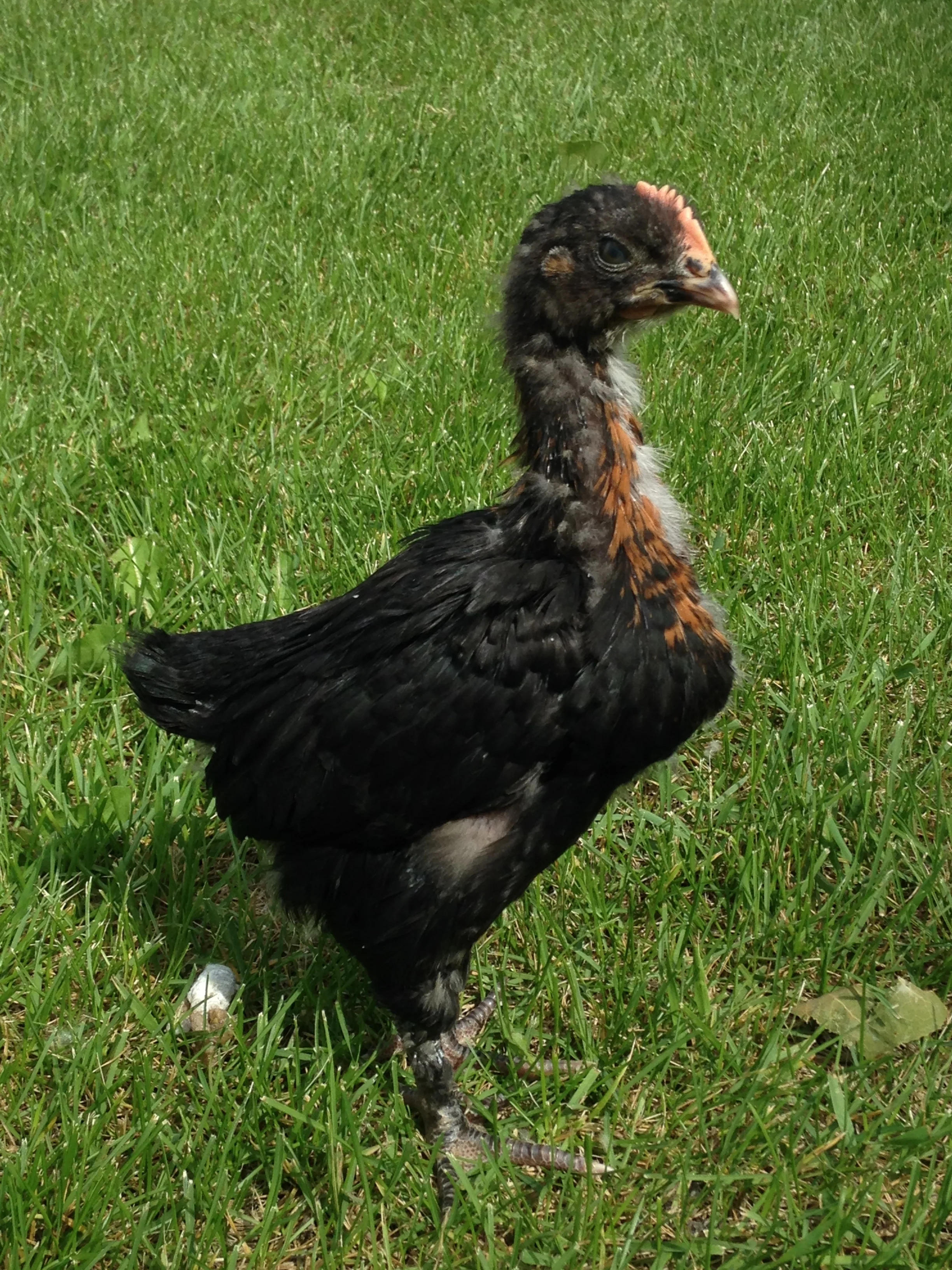 Blackie, my Black Copper Maran, AKA the backyard Archeopteryx.