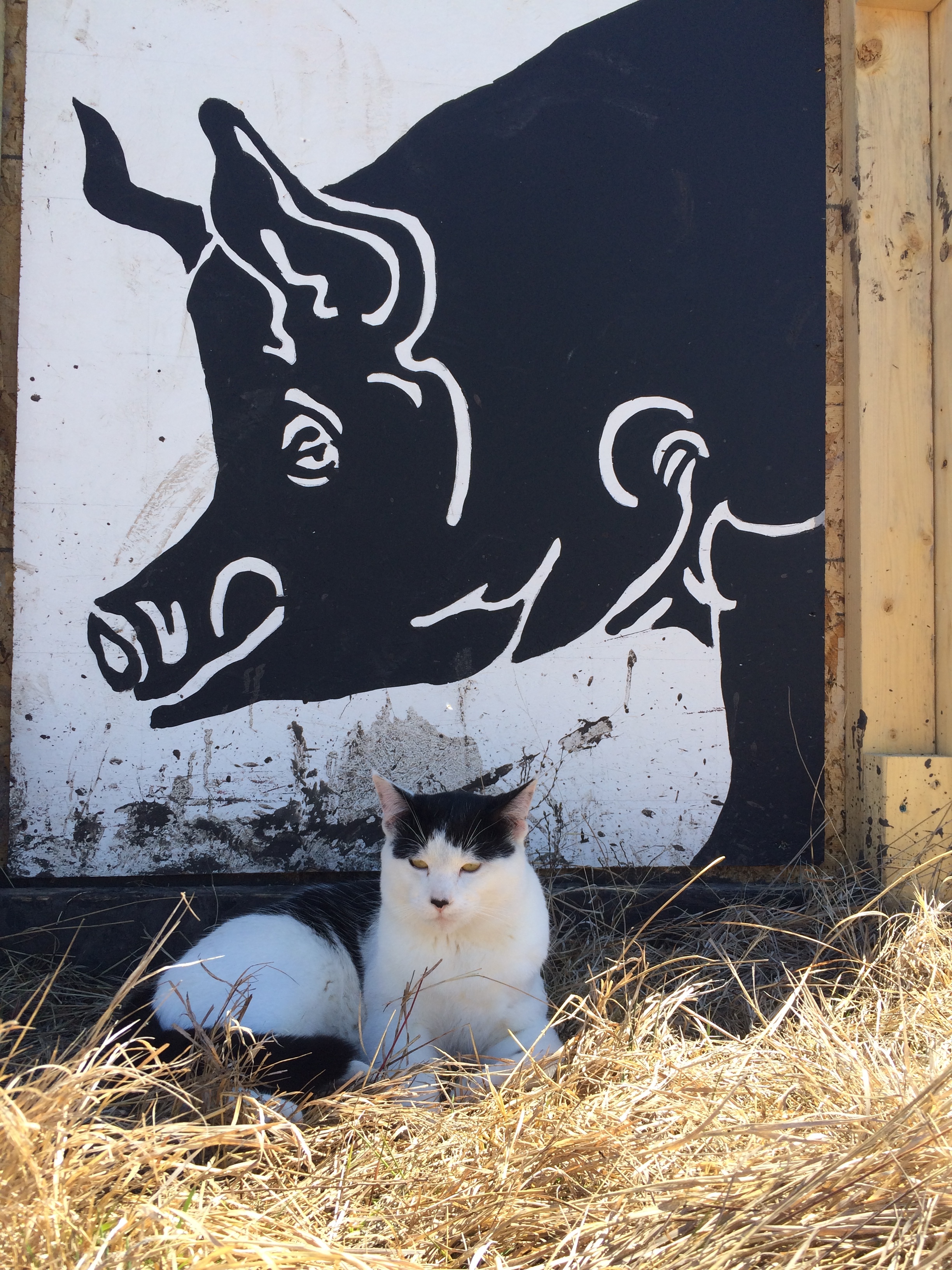 Figaro 