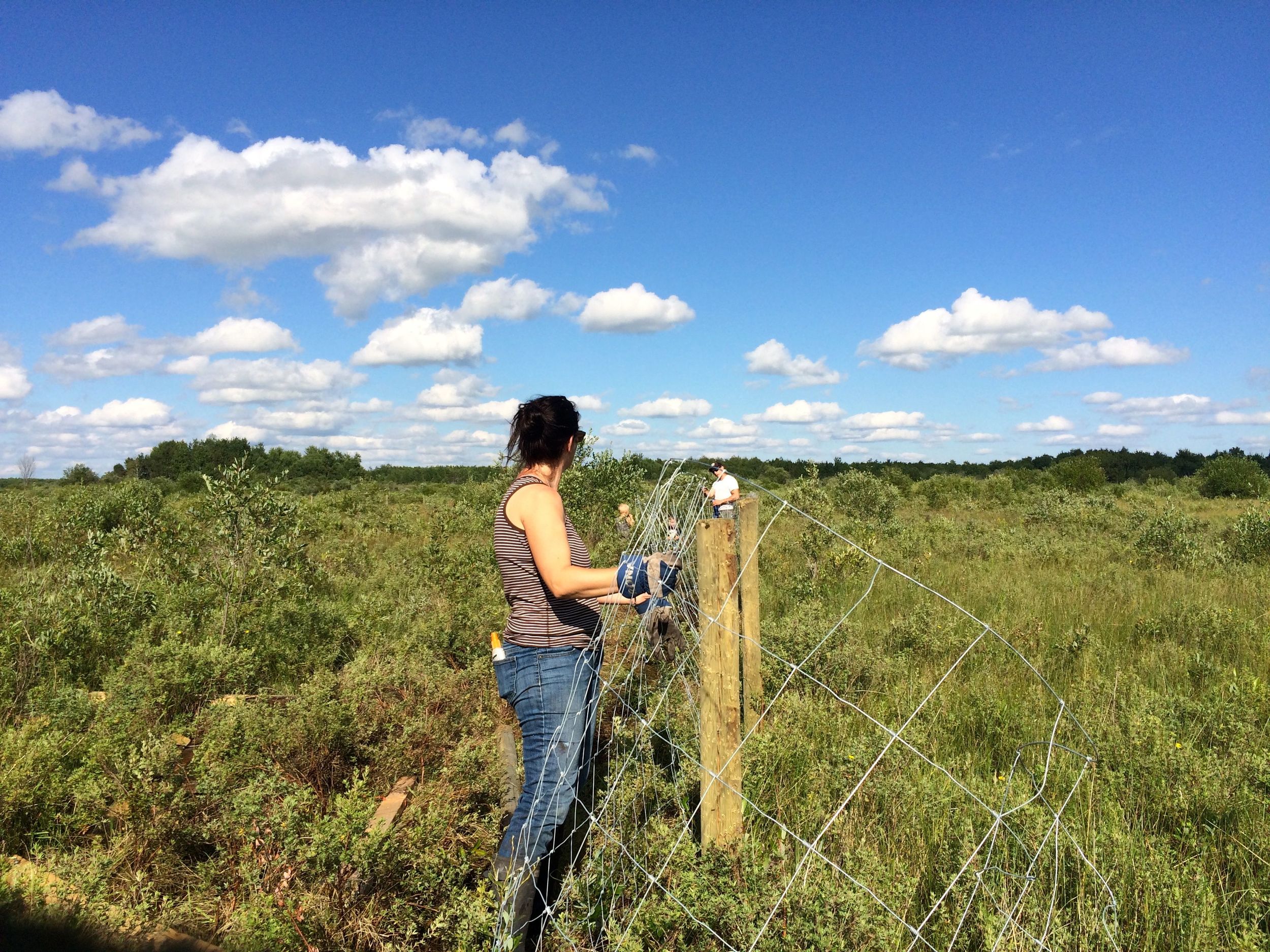 Stretching field fencing wire for the fence.