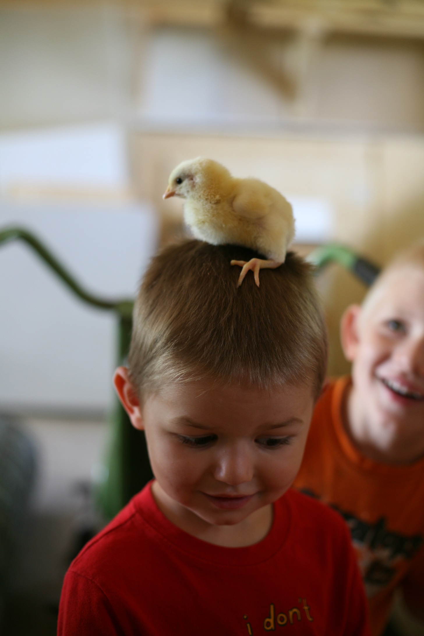 chicken hat