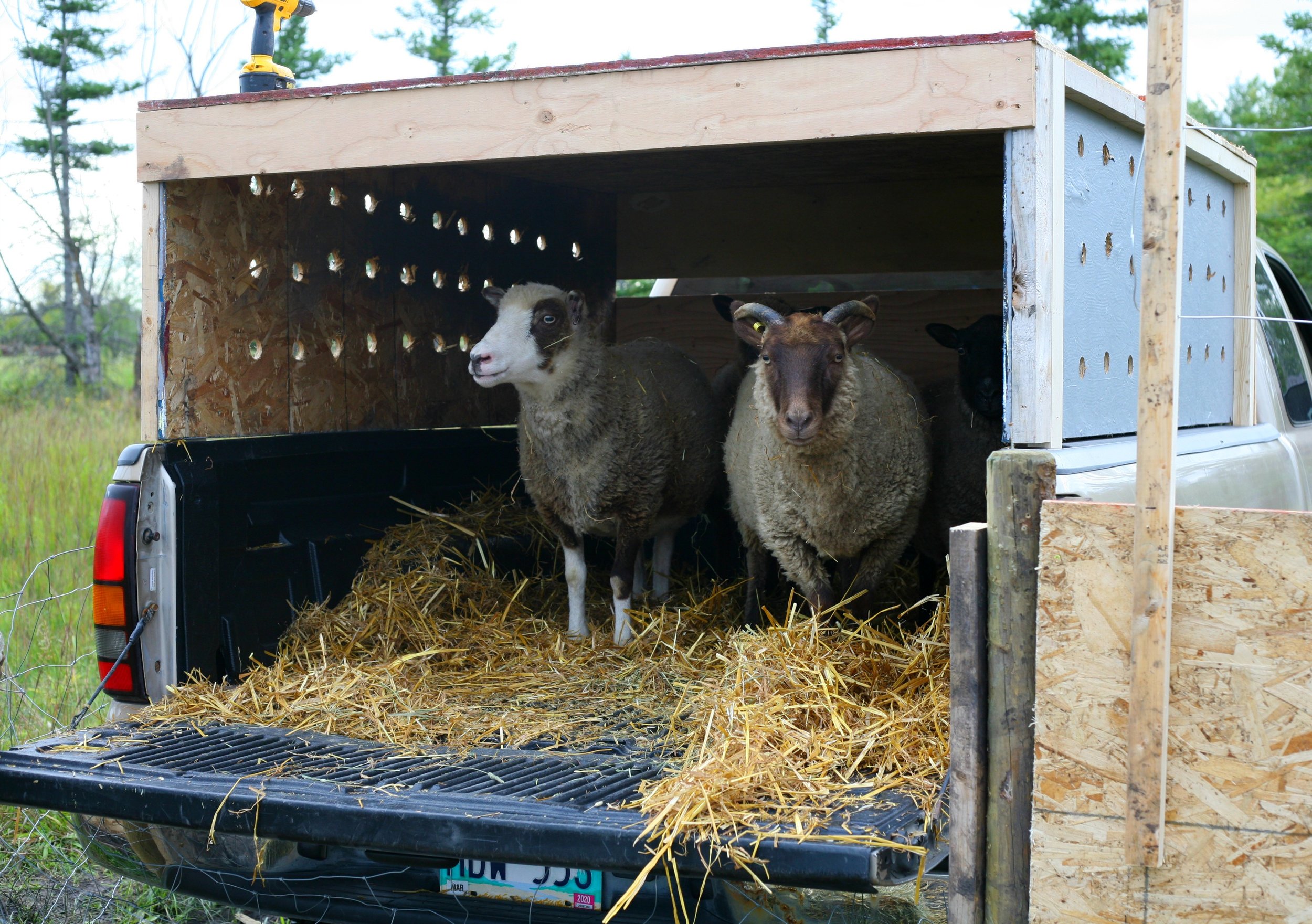They were not totally sure if they wanted to get out of the truck.