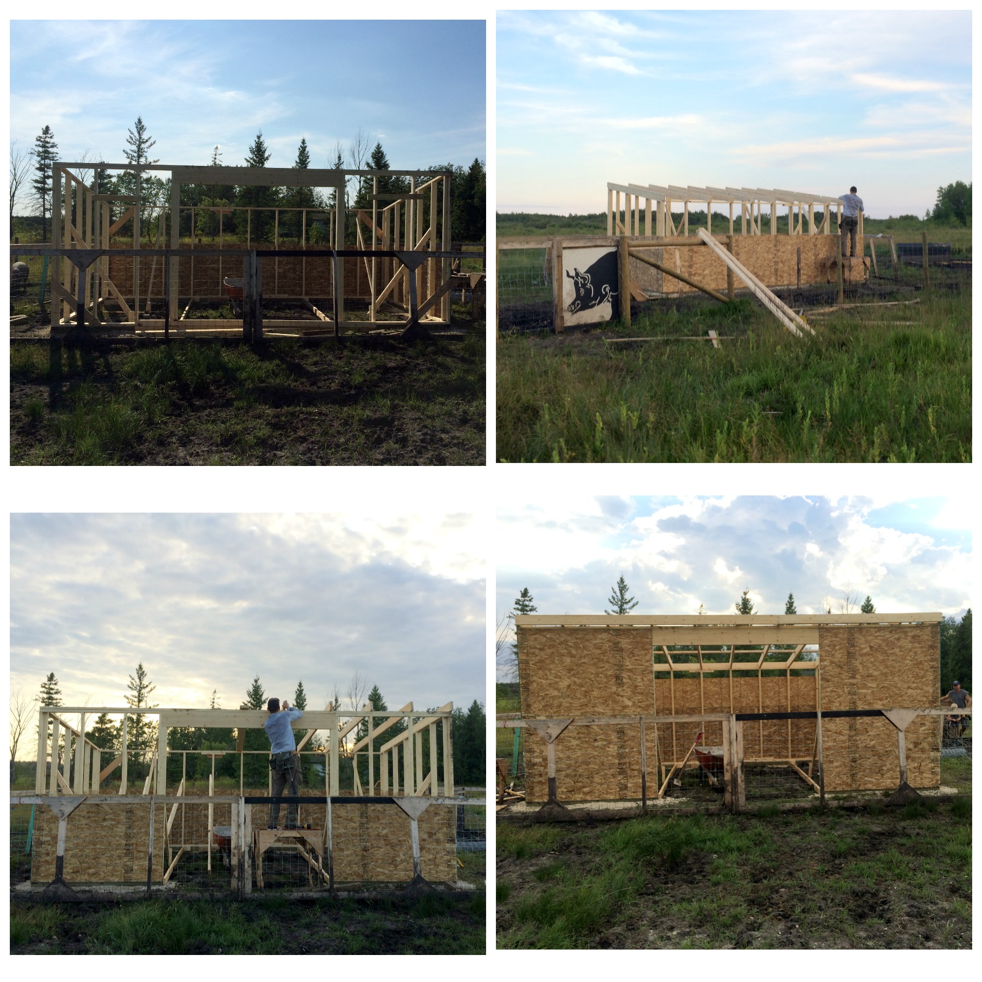 Luke built the sheep shelter in a long weekend! 