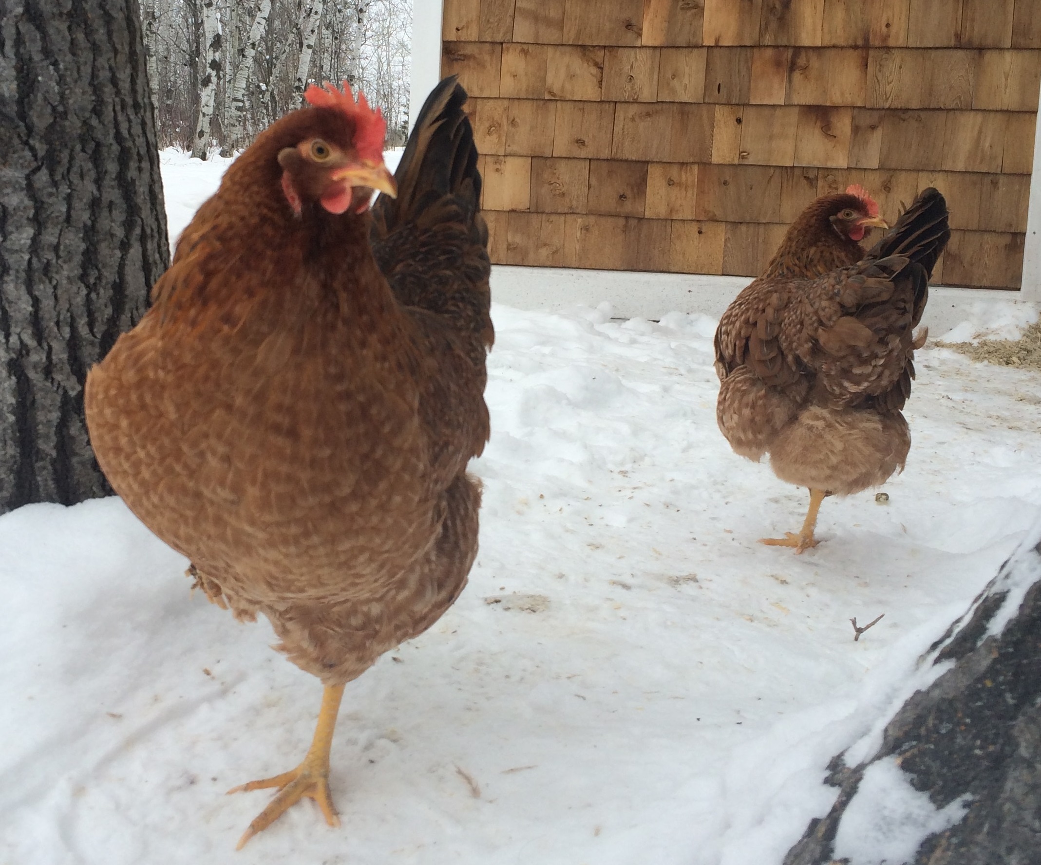 Peck and Pollen. Always first, ever vigilant.