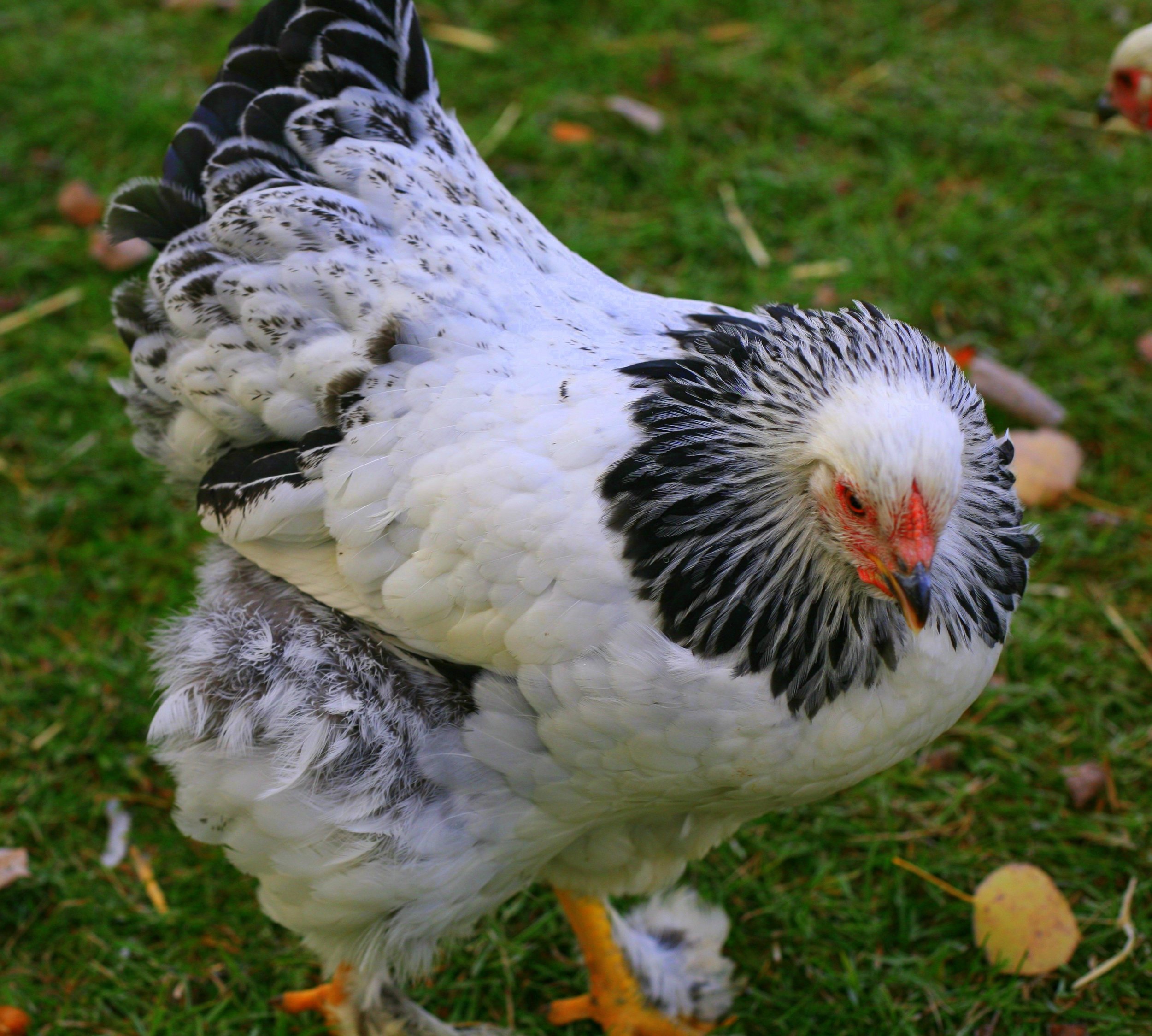 Light Brahma hen with hypno-neck