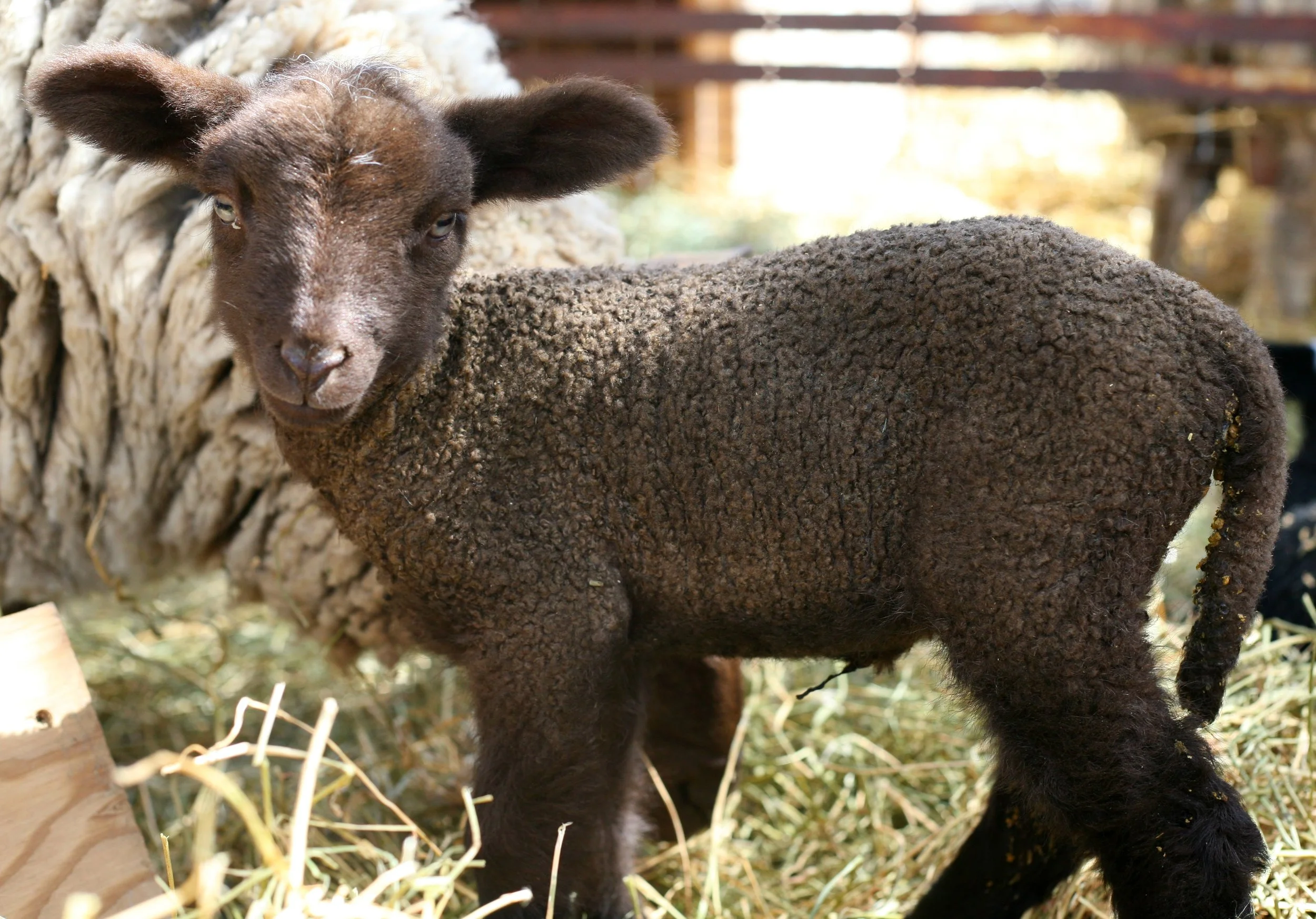 This little girl was the first baby lamb born on the farm May 1, 2017! She came out and bonded with her mama immediately and within minutes was trying to stand up! She is a merino/cotswald cross with a beautiful chocolate brown fleece and the biggest ears!