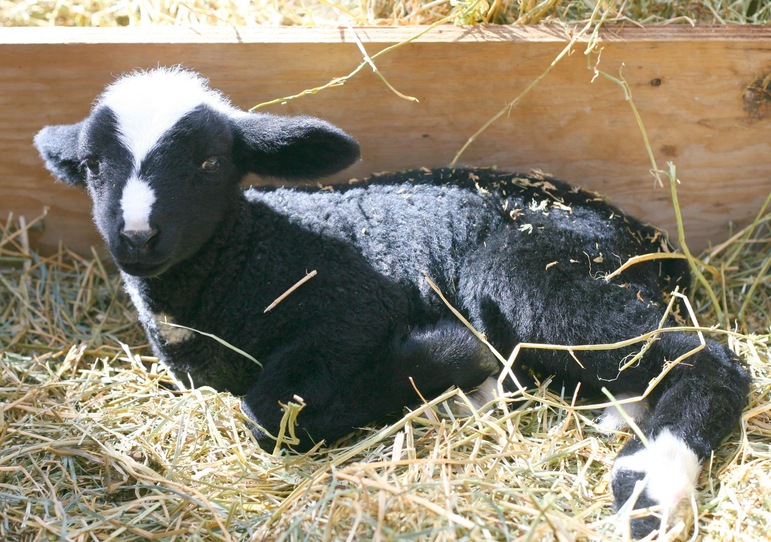 This little guy was born on May 1, 2017 and he is feisty, born to a merino/cotswald cross mama and merino dad. He has a very dark fleece with the most beautiful white face markings.