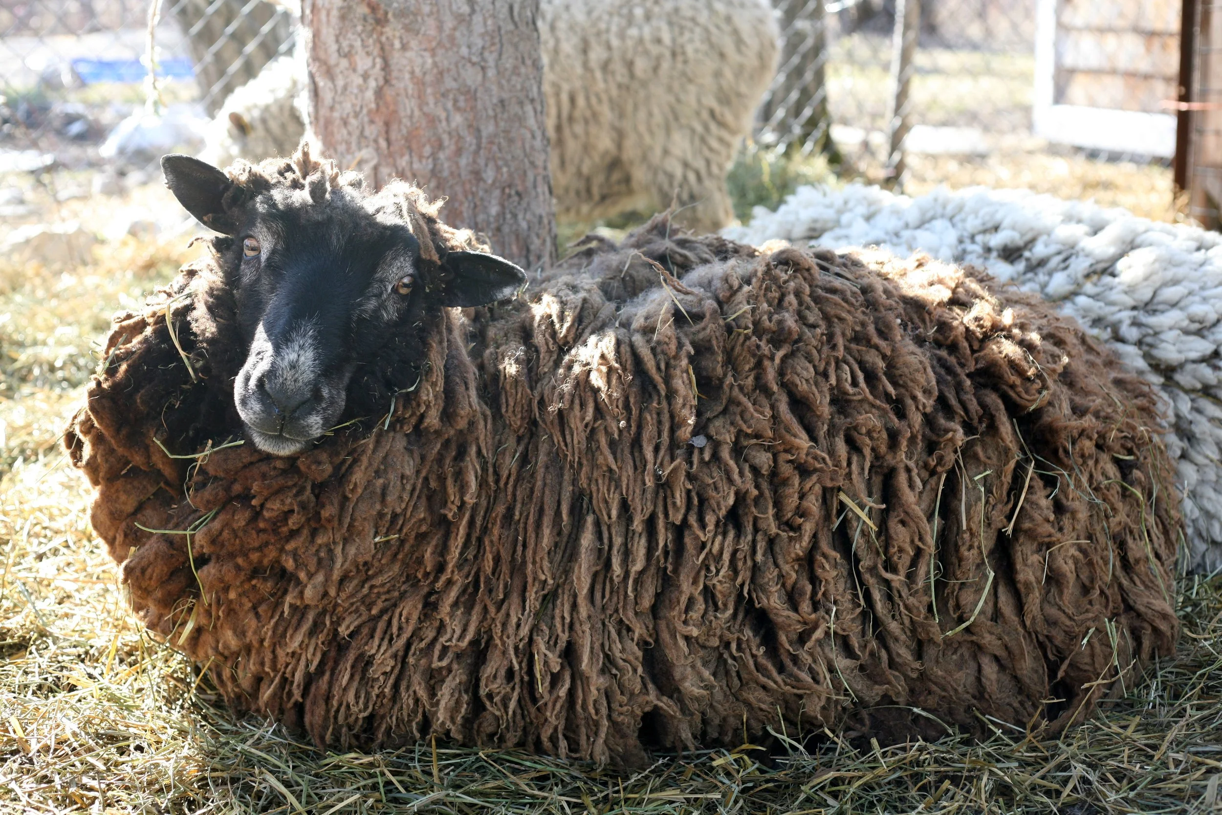 This Merino Ram is 6 years old, a strong yet gentle ram. He loves chin scratches and always greets me in the morning. He is a cross of Merino/Cotswold/tunis. And has beautiful silvery cinnamon brown fleece with a long staple.