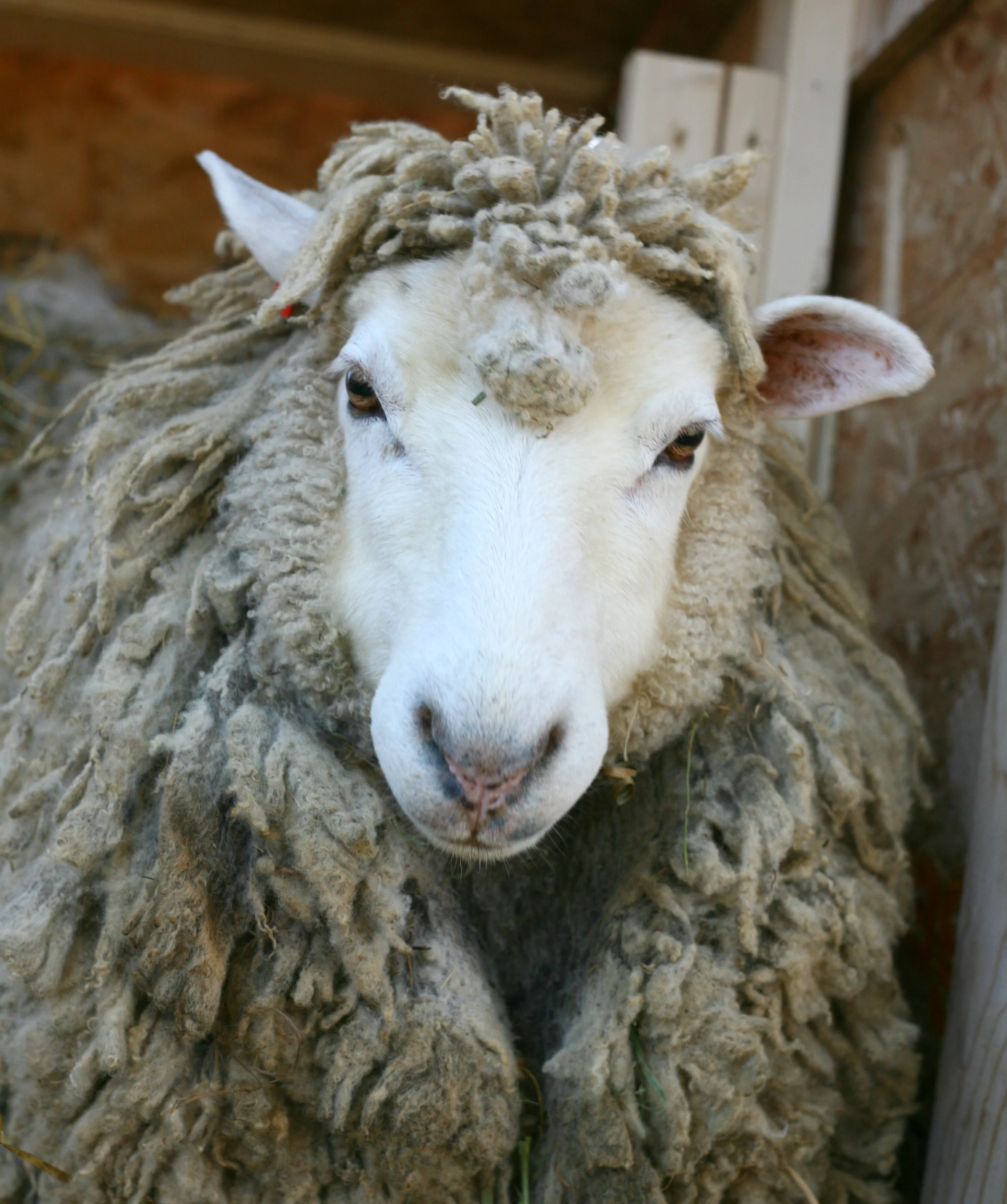 She is 4 years old merino/Cotswold cross. She is the silent strong type. She is gentle, yet let's me know that she likes her space! She has a beautiful fine fleece.