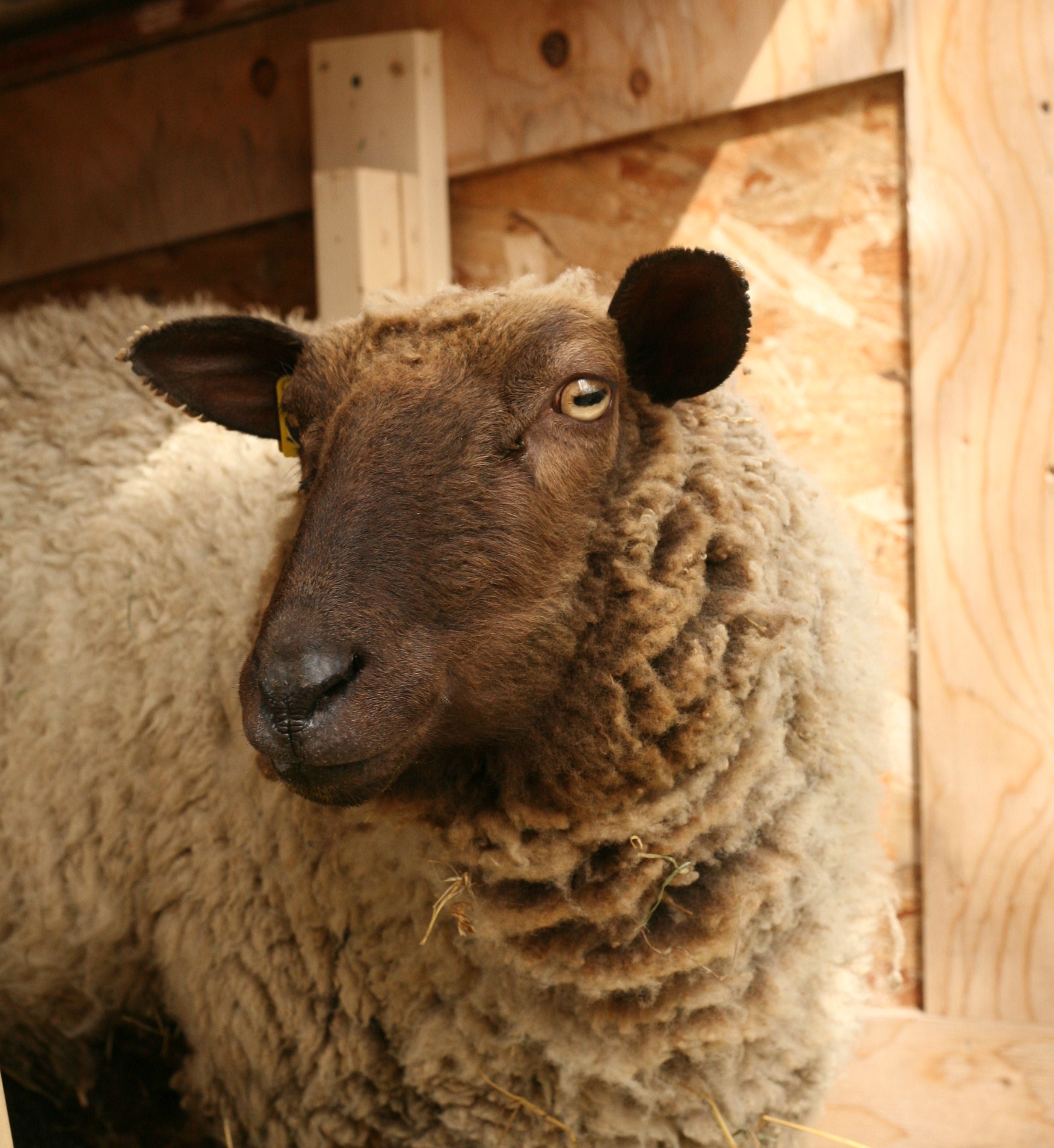 This girl just celebrated her 4th birthday, she is a proven mother and just gave birth to twins! She has a beautiful light coloured fine fleece. 