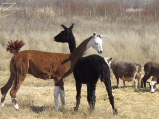 Llama dance (Photo by Val Paulley)