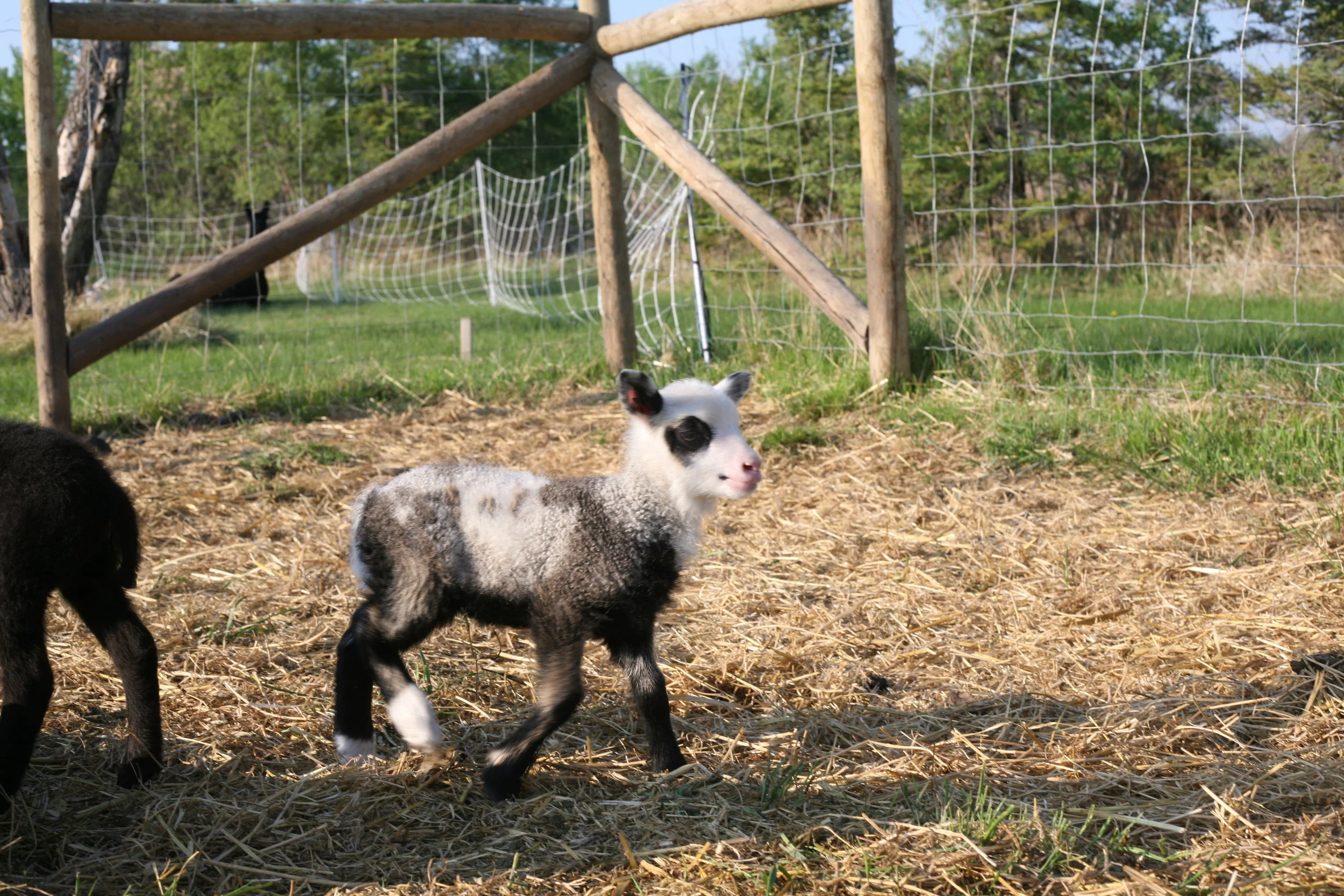 This ewe lamb was born on May 23, 2018 weighing 2.25kg. Her mother is Nora and the sire is Muddy, both are purebred shetland sheep. She has a twin sister. She is still so tiny, but has started playing with all the other sheep. She is very mindful of where her mom is, and will stick close by most of the time. Her colouring is lovely, and was a shock, as this mom usually only has dark brown lambs!