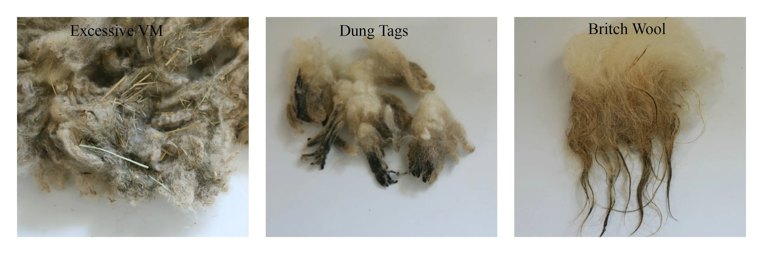 These parts of your fibre/fleece can be discarded, they work great in the garden as mulch or added to your compost pile, but they won’t do well in your yarn or roving.