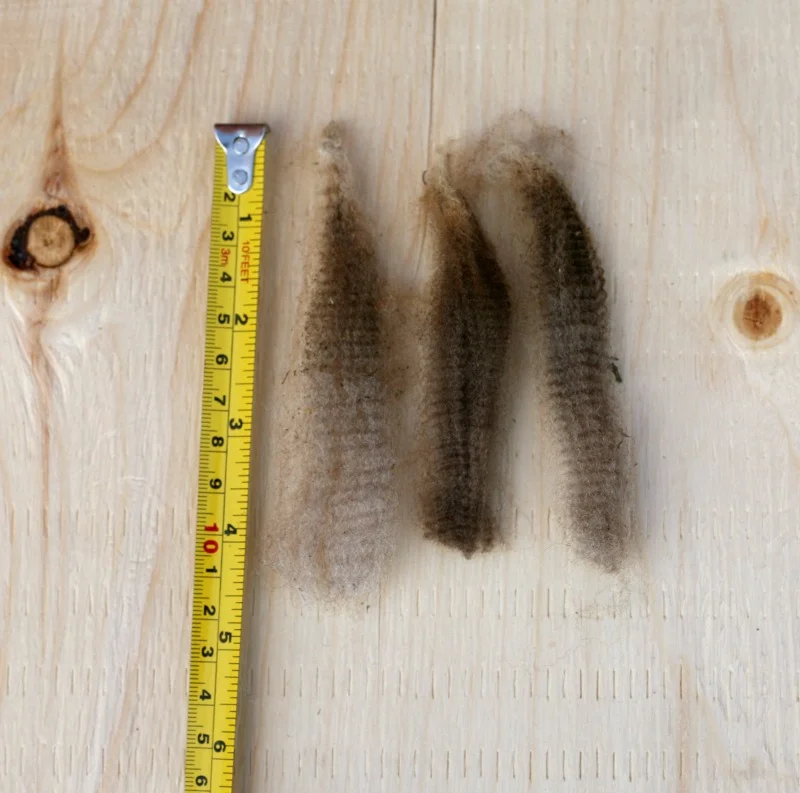 staple length