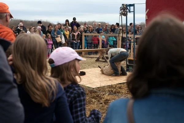 We had over 200 people attend Shearing Festival. Many had never seen a sheep be shorn before!