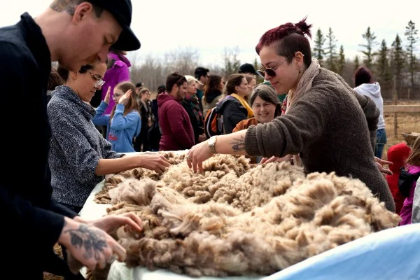 The incredible fleece skirting team did a fantastic job of cleaning up the fleeces!