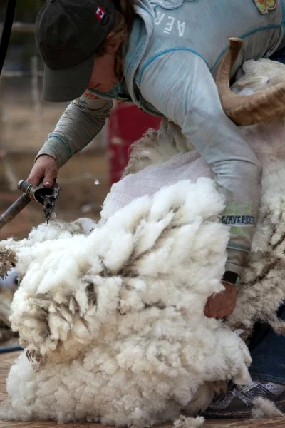 Bjorn and his beautiful fleece!