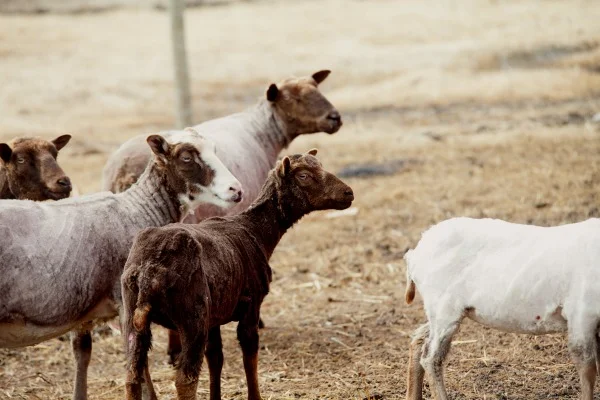 Post Shearing - hardly recognize these girls!