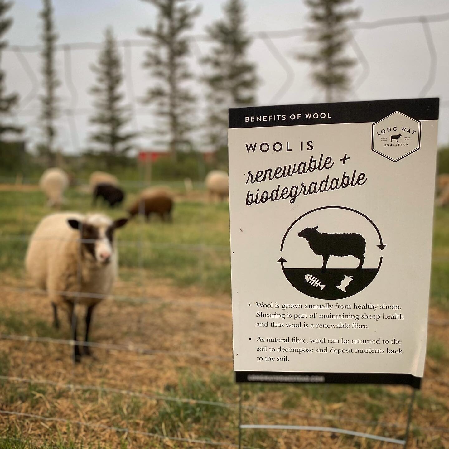 We will see you all tomorrow SUNDAY, July 18th from 10am - 5pm here and a mile away at @fermefiolafarm for Fibre &amp; Farm Market! #localfibre #pembinafibreshed [covid protocols, accessibility information, and vendor list in stories highlight]