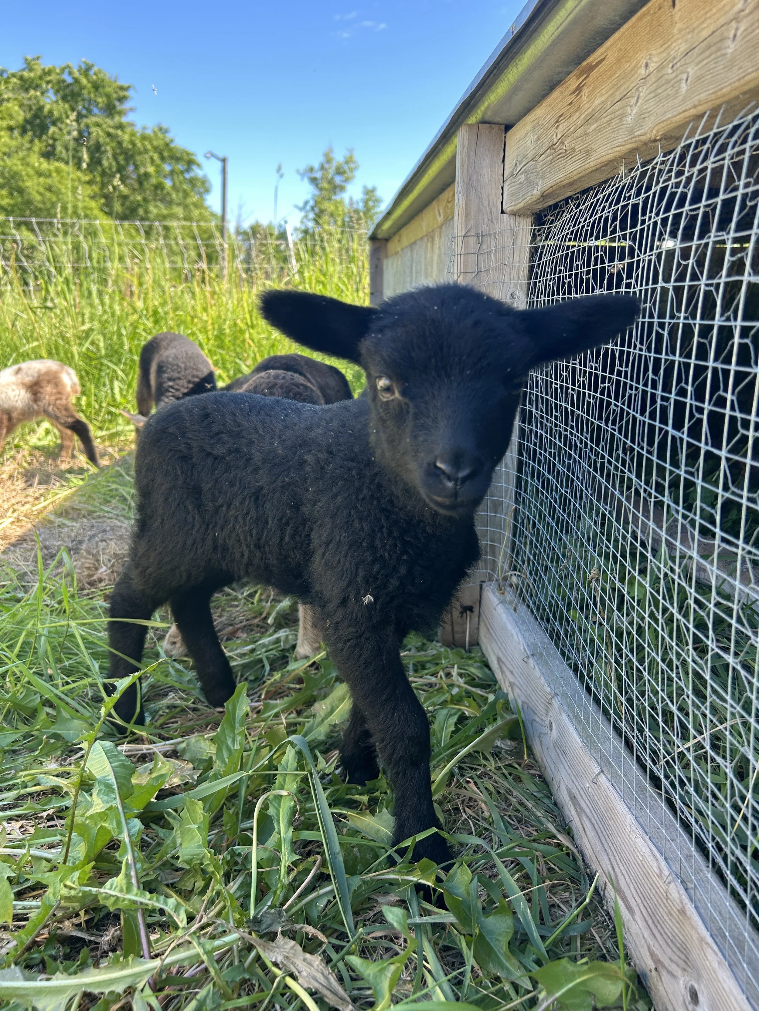 sponsorsheep peerie girl1.JPEG